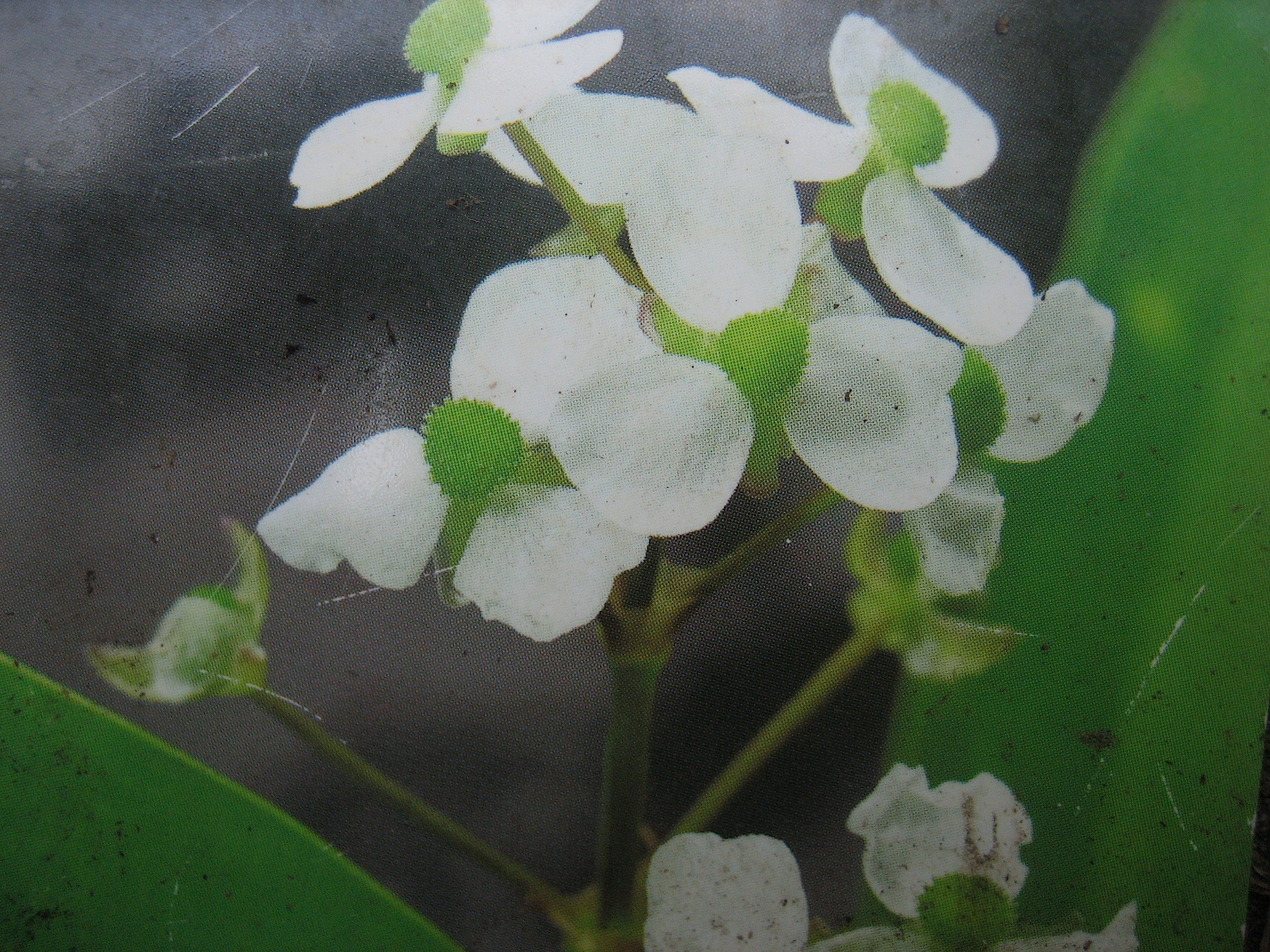 Sagittaria graminea (i.9cm T.) Pfeilkraut