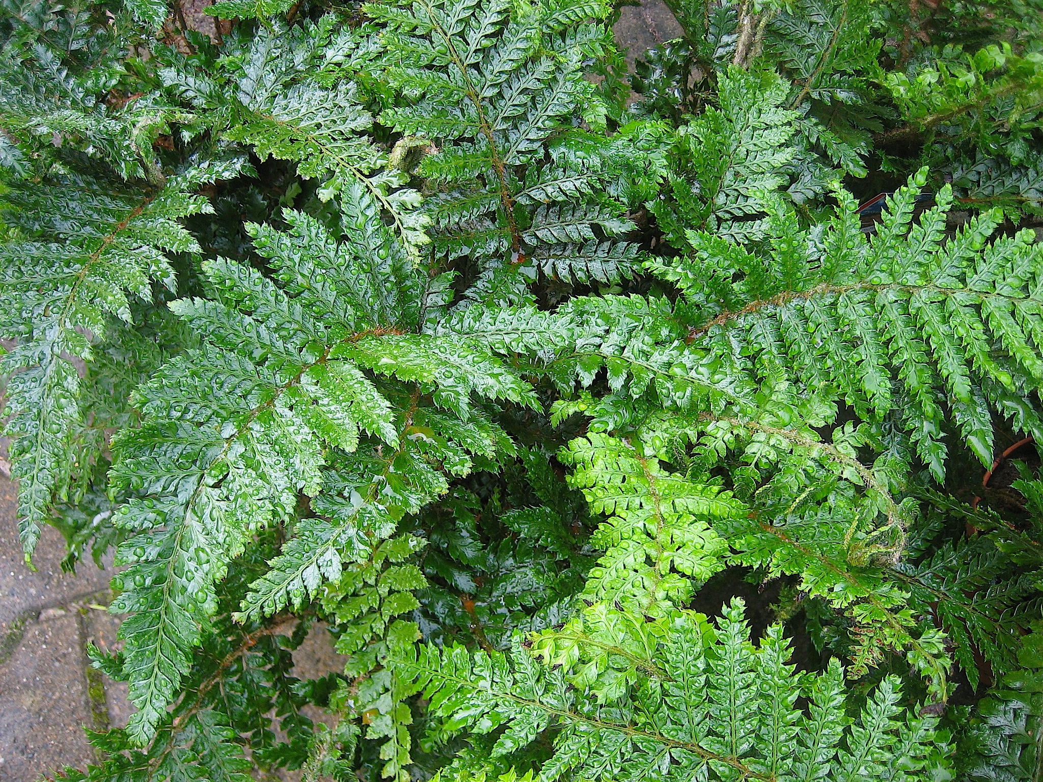 Polystichum polyblepharum "Jade"(16cmTopf) Japanischer Glanzschildfarn