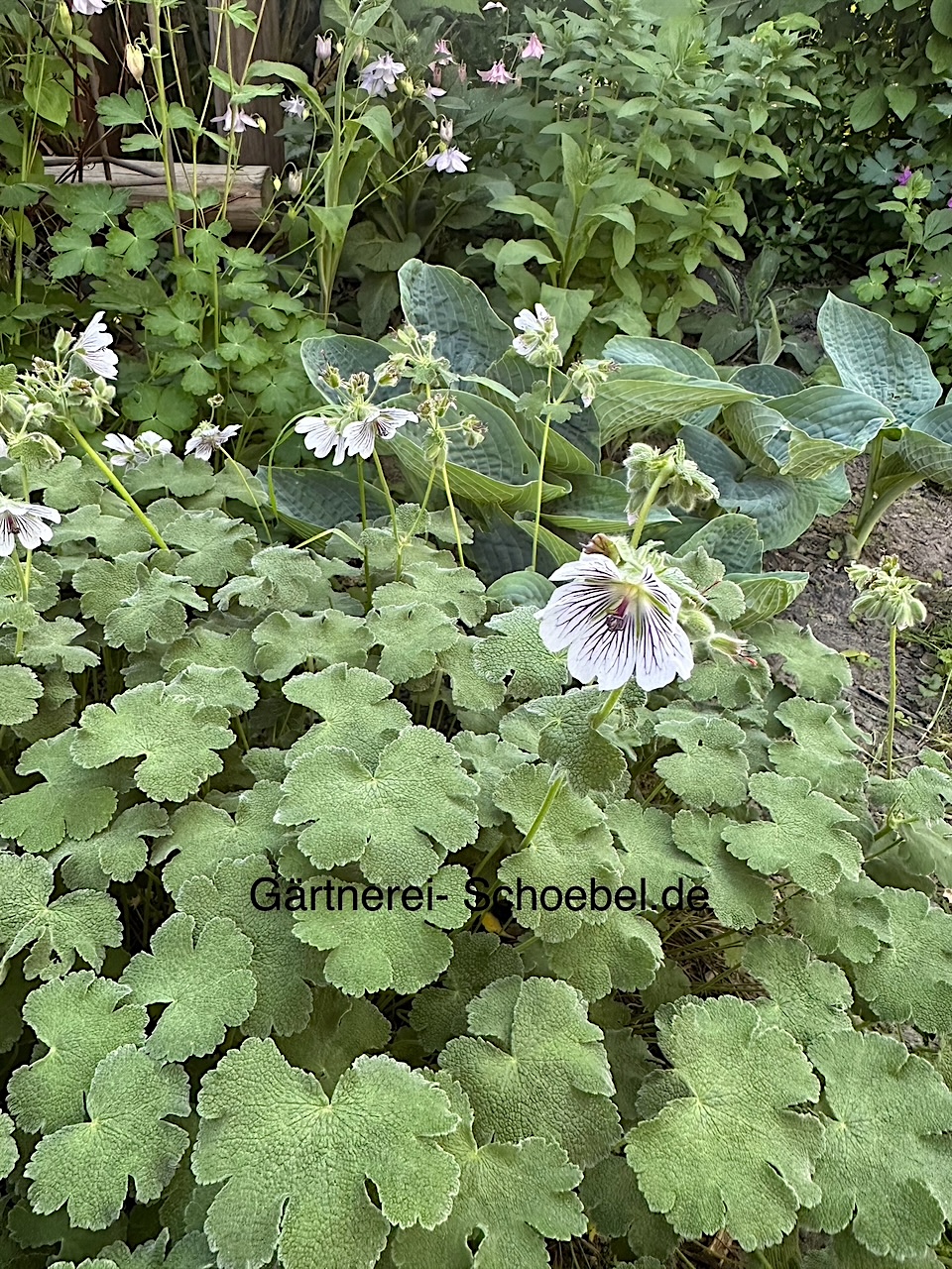 Geranium renardii  (i.9cmT.) Storchenschnabel