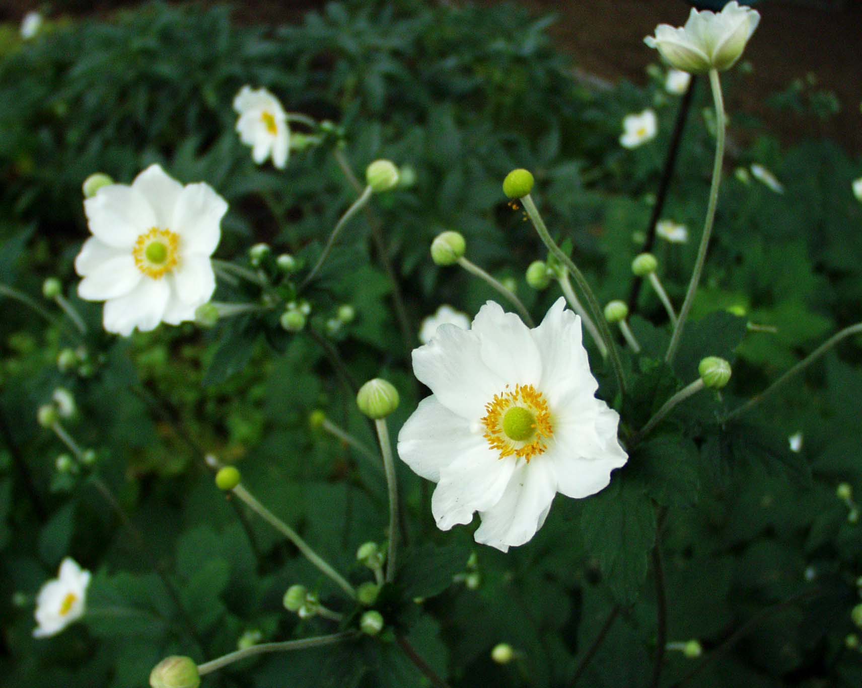 Anemone japonica ´Honorine Jobert`(i.13cmT.)Japan-Anemone