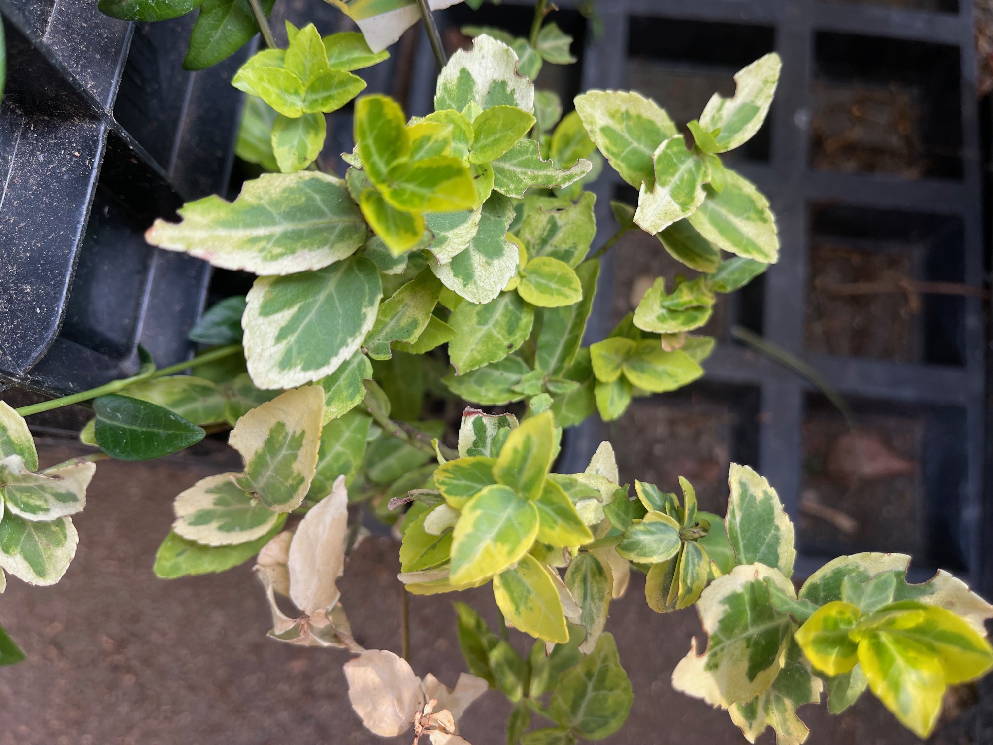 Euonimus „Emerald Gold“ (i.10cmT.)