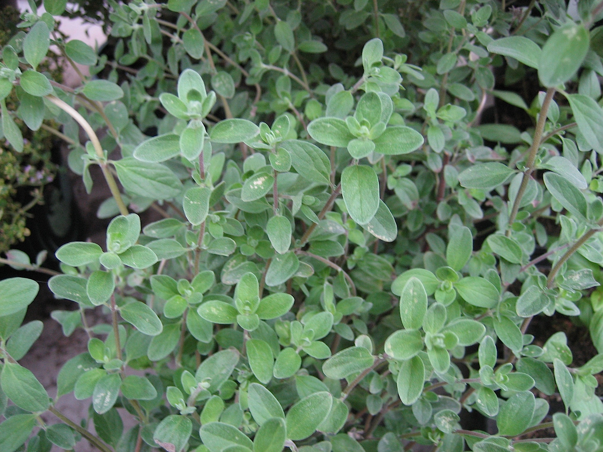 Majorana hortensis ( i.12cmTopf) Echter Majoran
