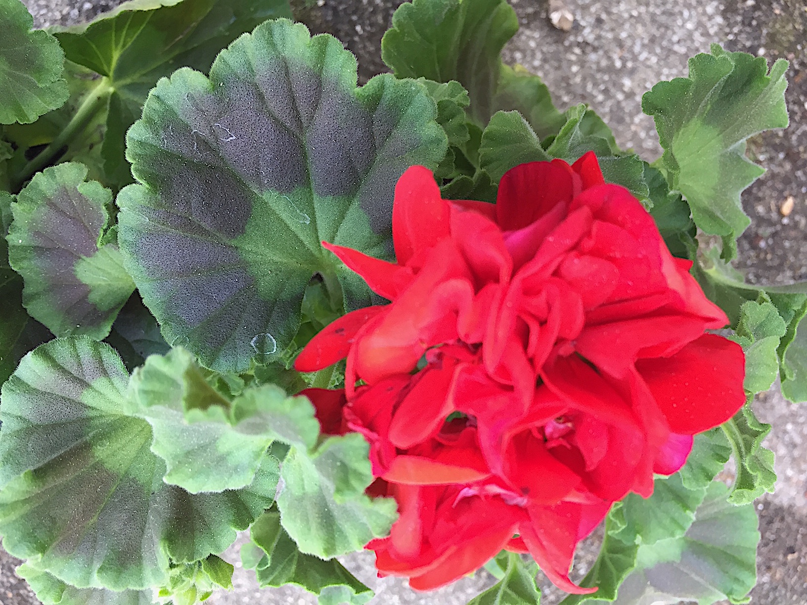 Pelargonium zonale „Senna rot“ (i.10cmT.)