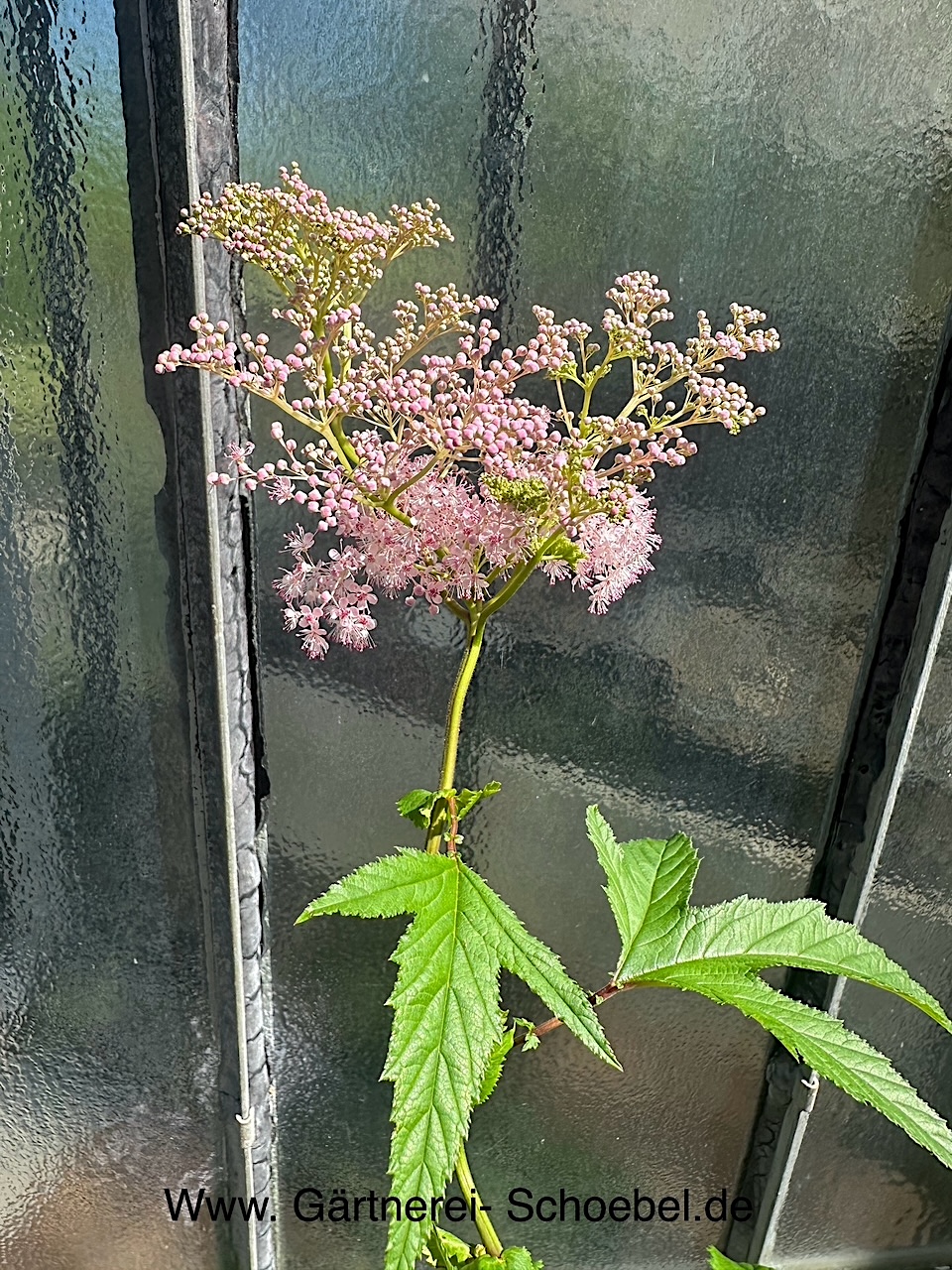 Filipendula rubra „Venusta“ (i.12 cmT.), Spierstaude
