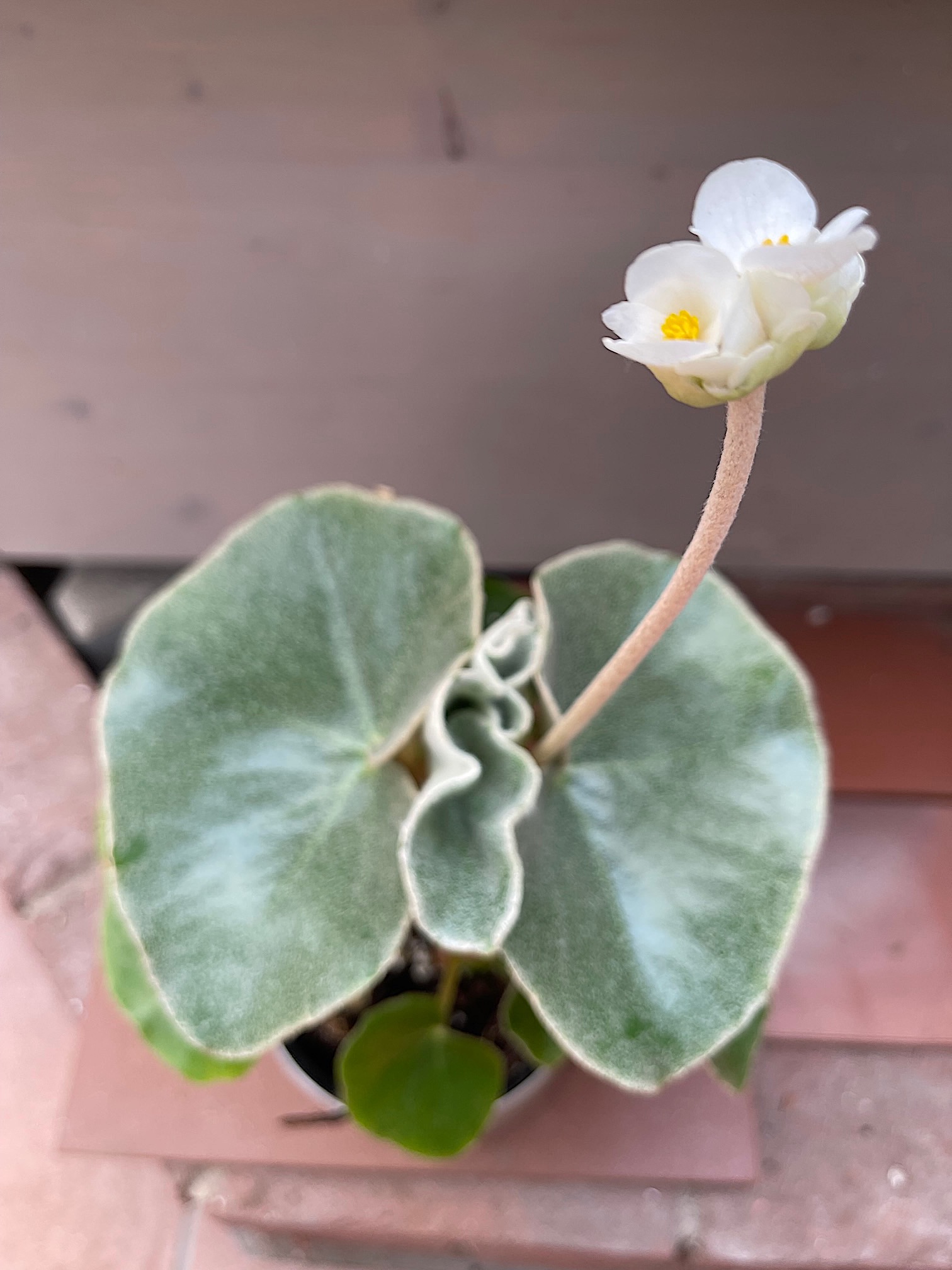 Begonia venosa (i.12cmT.)Rarität