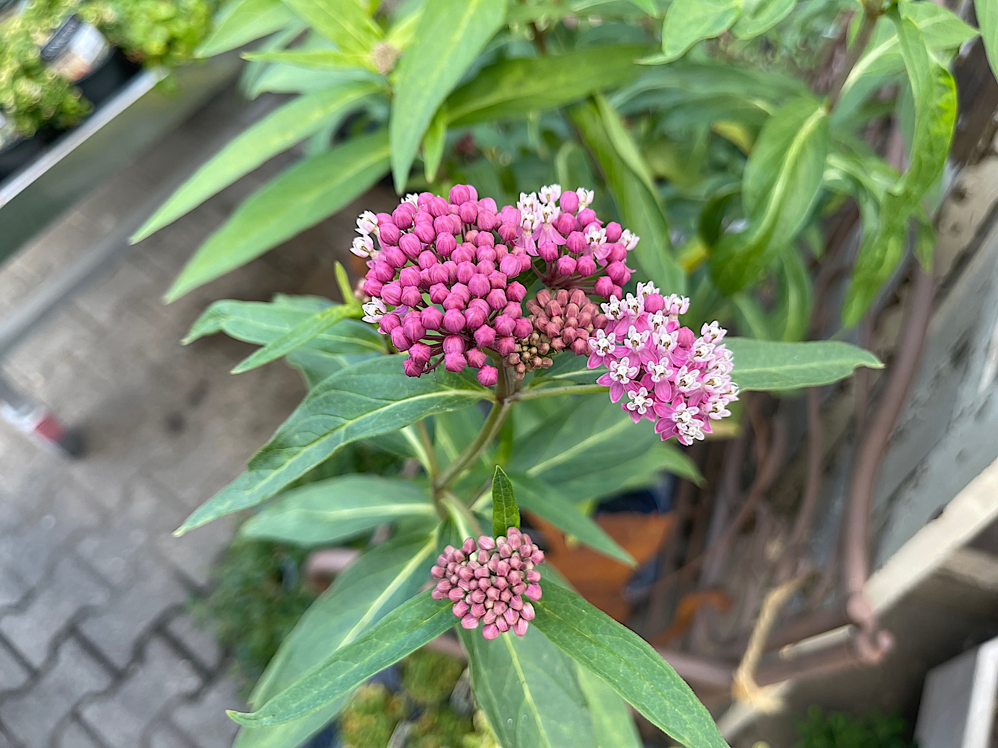 Asclepias incarnata „Soulmate“. (i.12cmT.), Seidenpflanze, rosa und Duft