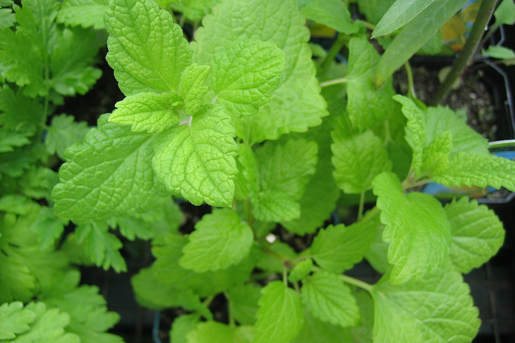 Melissa officinalis "Limoni" (i.12 cm T.) Zitronenmelisse