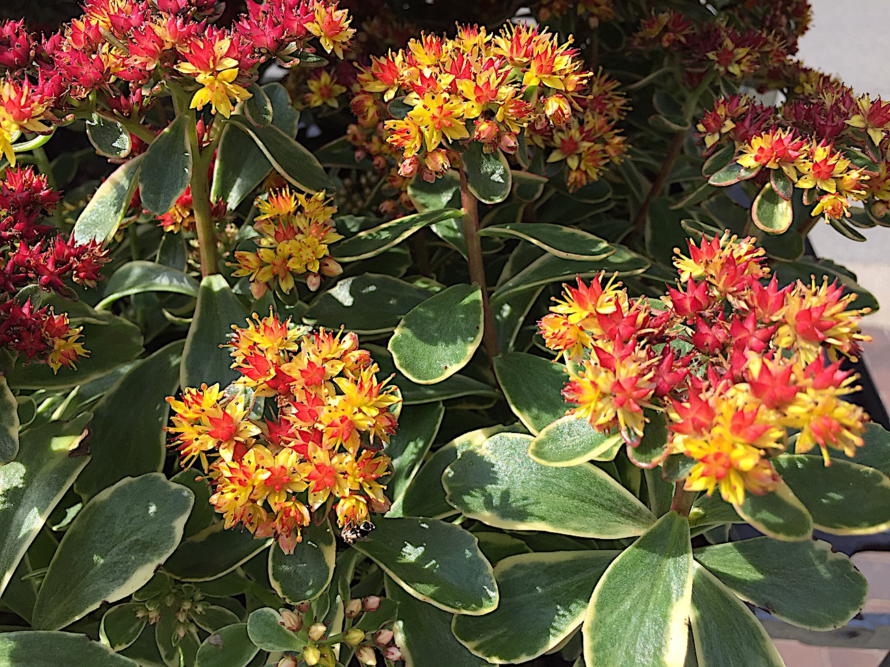Sedum kamtschaticum "Variegatum" (i.12cm T.) Fetthenne