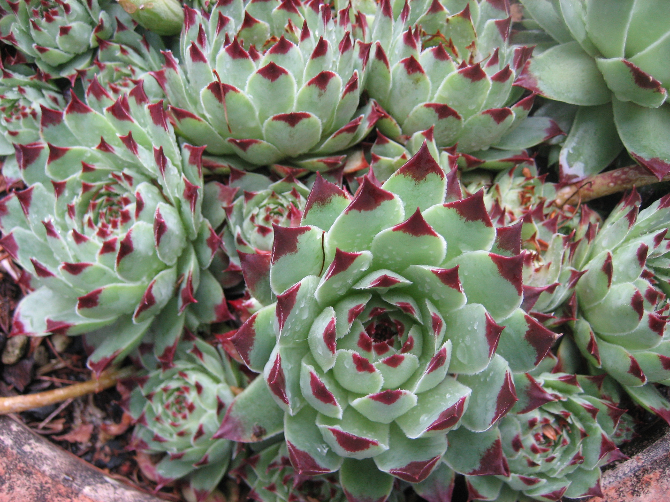 Sempervivum calcareum "Mixfarbe" Hauswurz (i.8-9cmTopf)