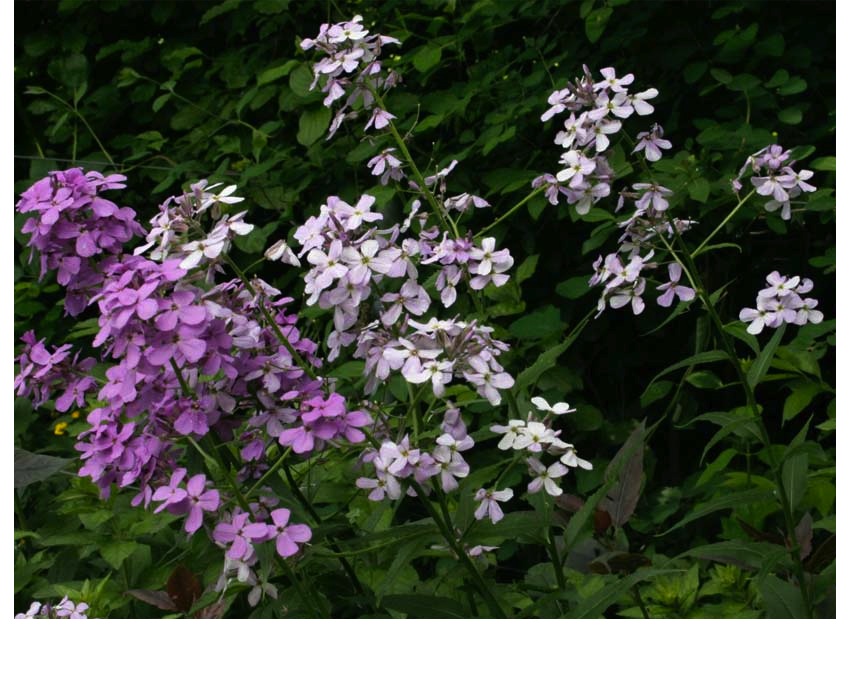Hesperis matronalis (i.9cmT.) Nachtviole