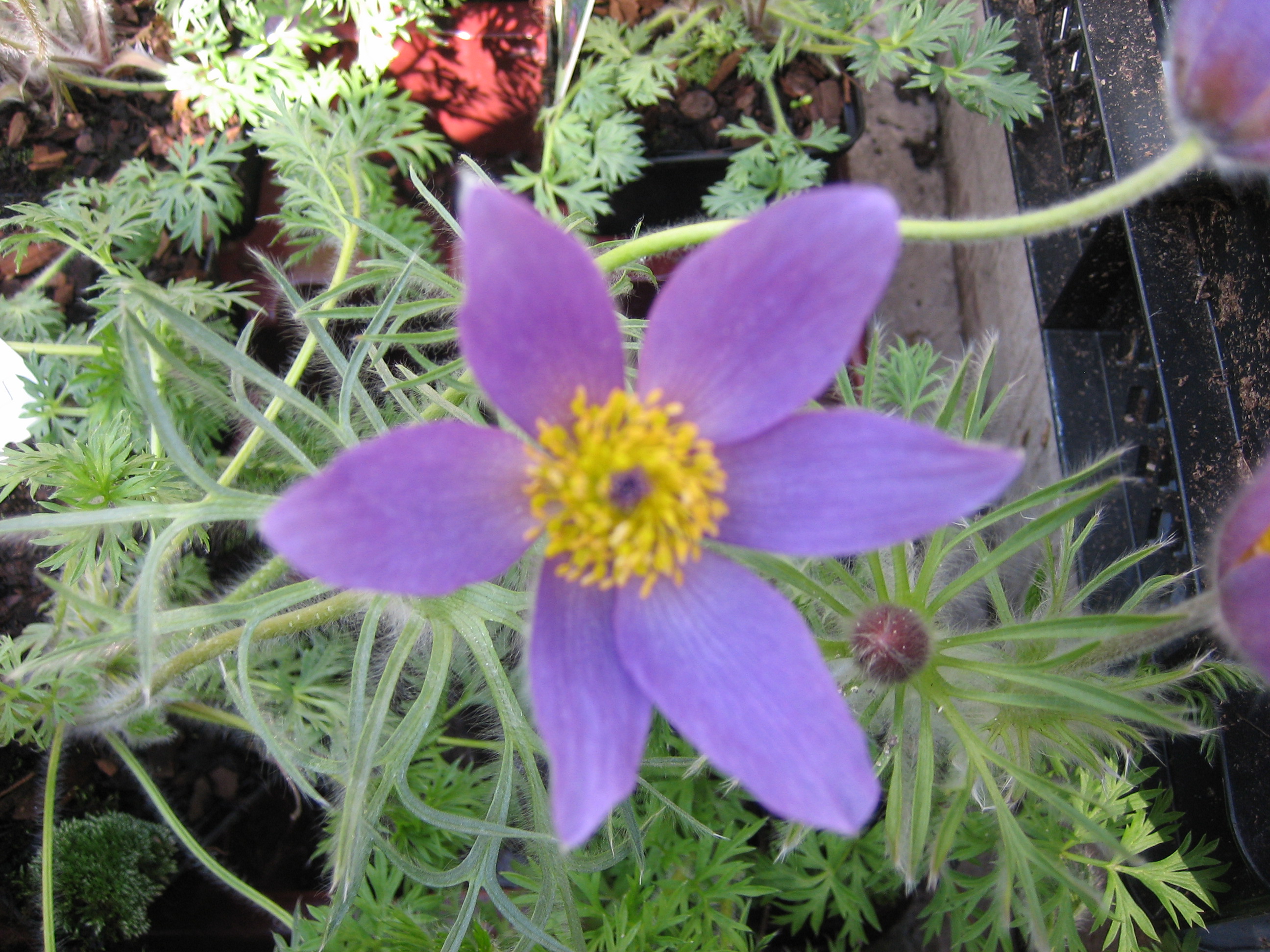Pulsatilla vulgaris ´Violett` (i.11cmT.) Küchenschelle