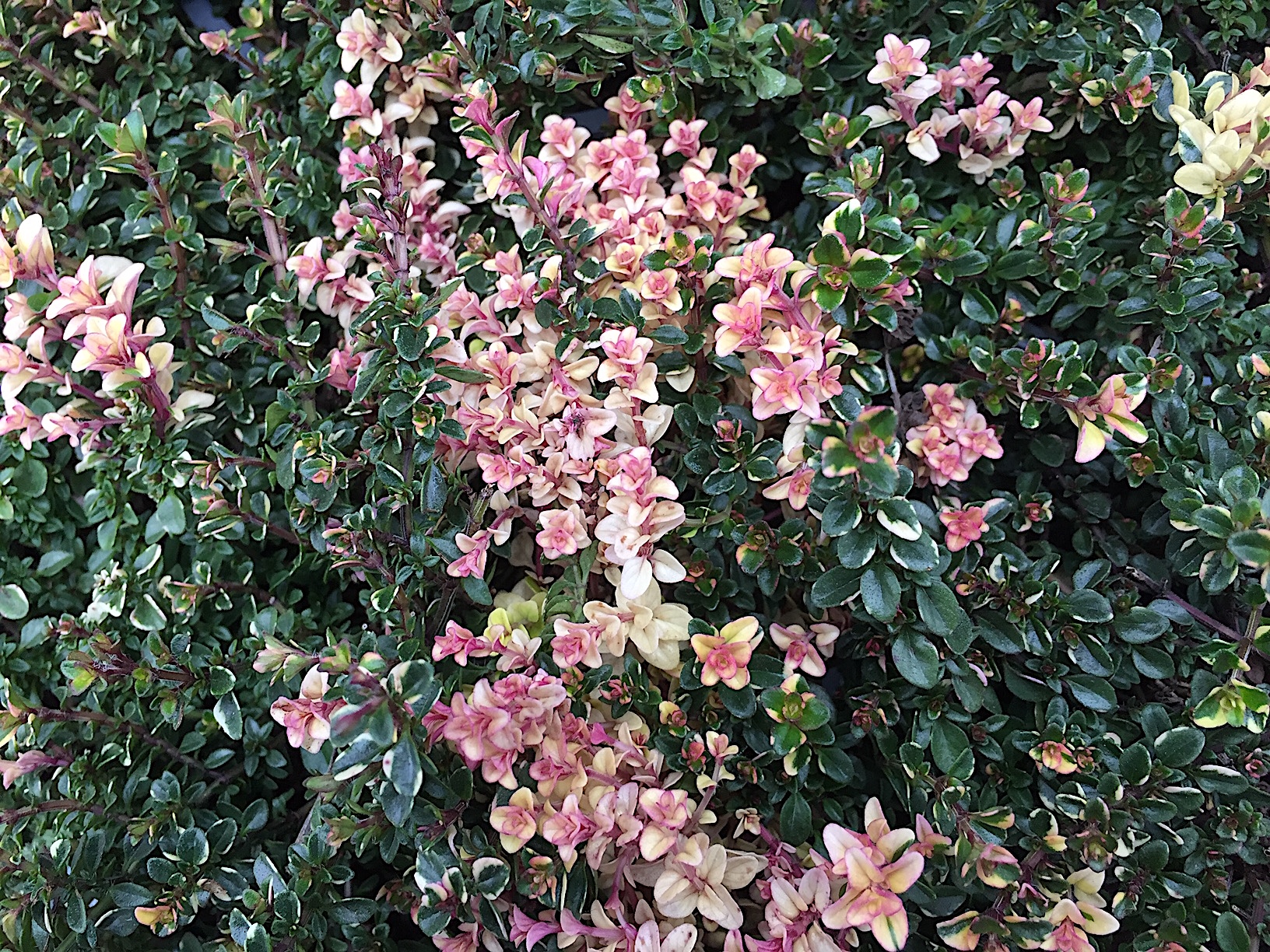 Thymus pulegioides „Foxley“ (i.12cmT.)
