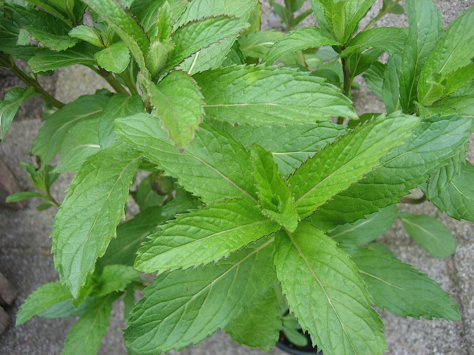 Mentha piperita v. citrata ´Lemon` (i.12cmT.) Zitronenminze