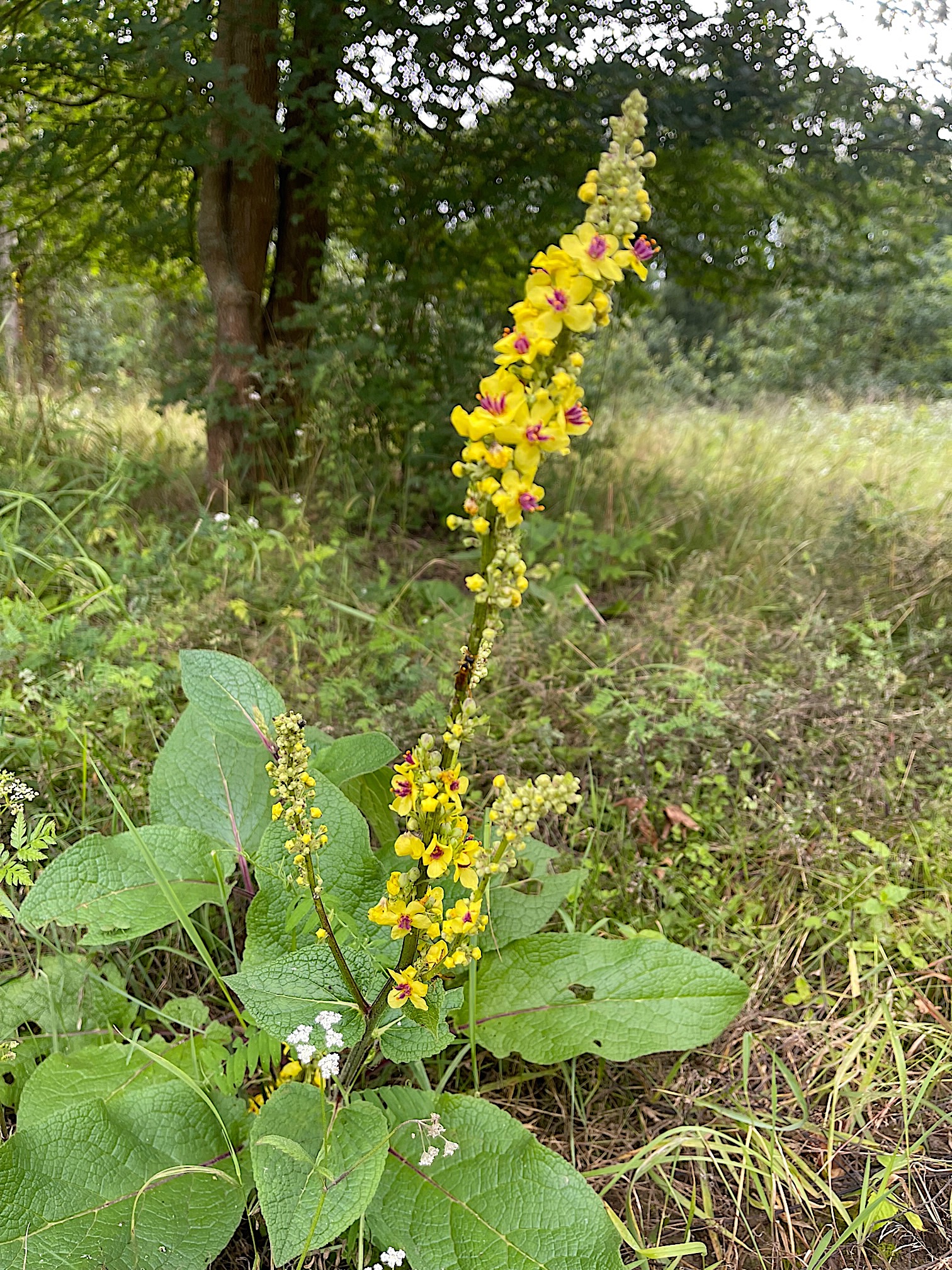 Verbascum nigrum,  Königskerze, schwarze, (i.9cmT.)