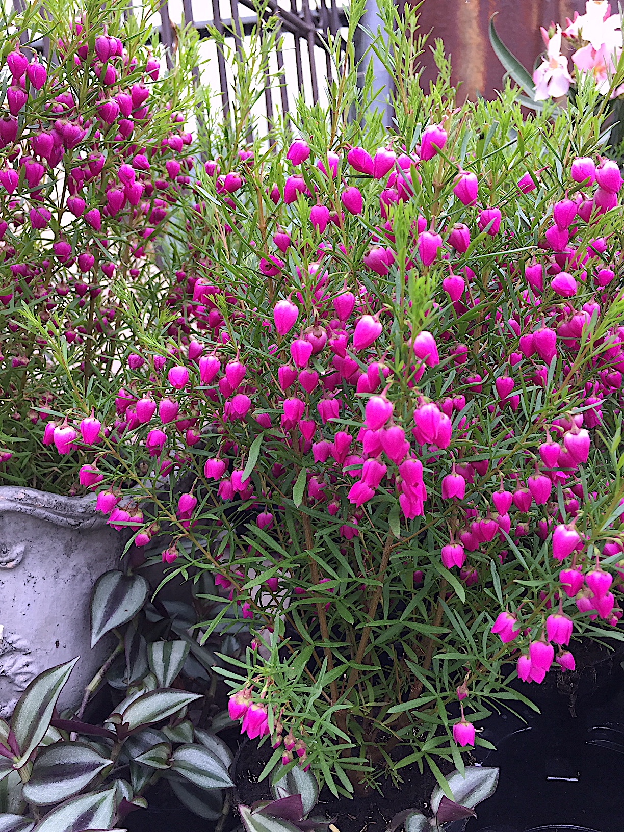 Boronia molloyae (i.13cmT.)(Höhe 40 cm), Duftglöckchen