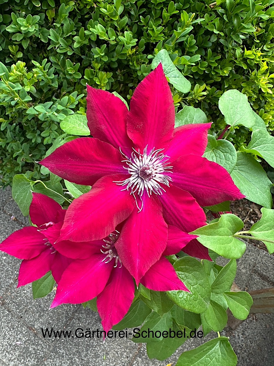 Clematis „Nubia“ (i.1,5lT.), Waldrebe super Dauerblüher