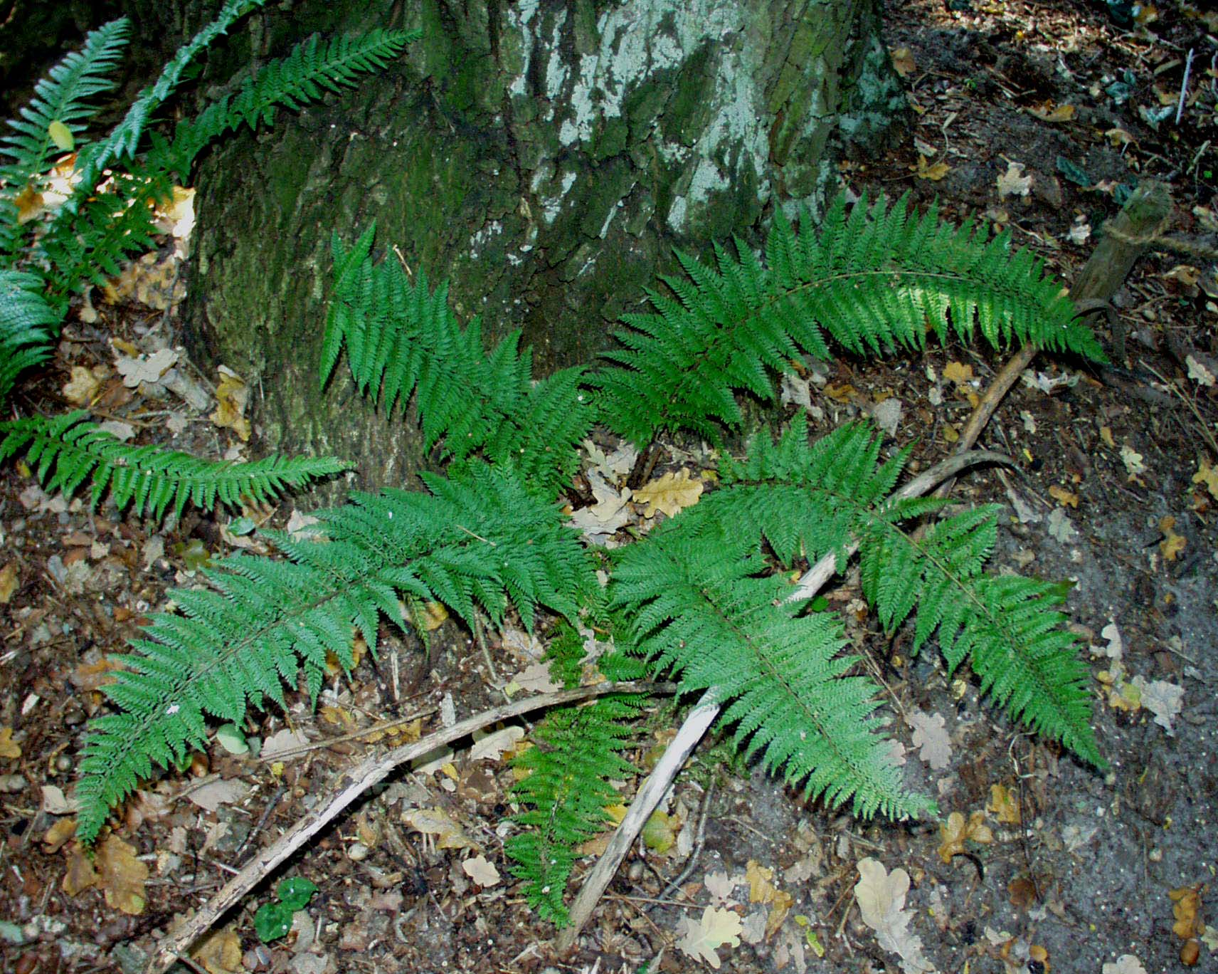 Polystichum set. ´Dahlem gen.`(i.9cmT.) Dahlemer Schildfarn