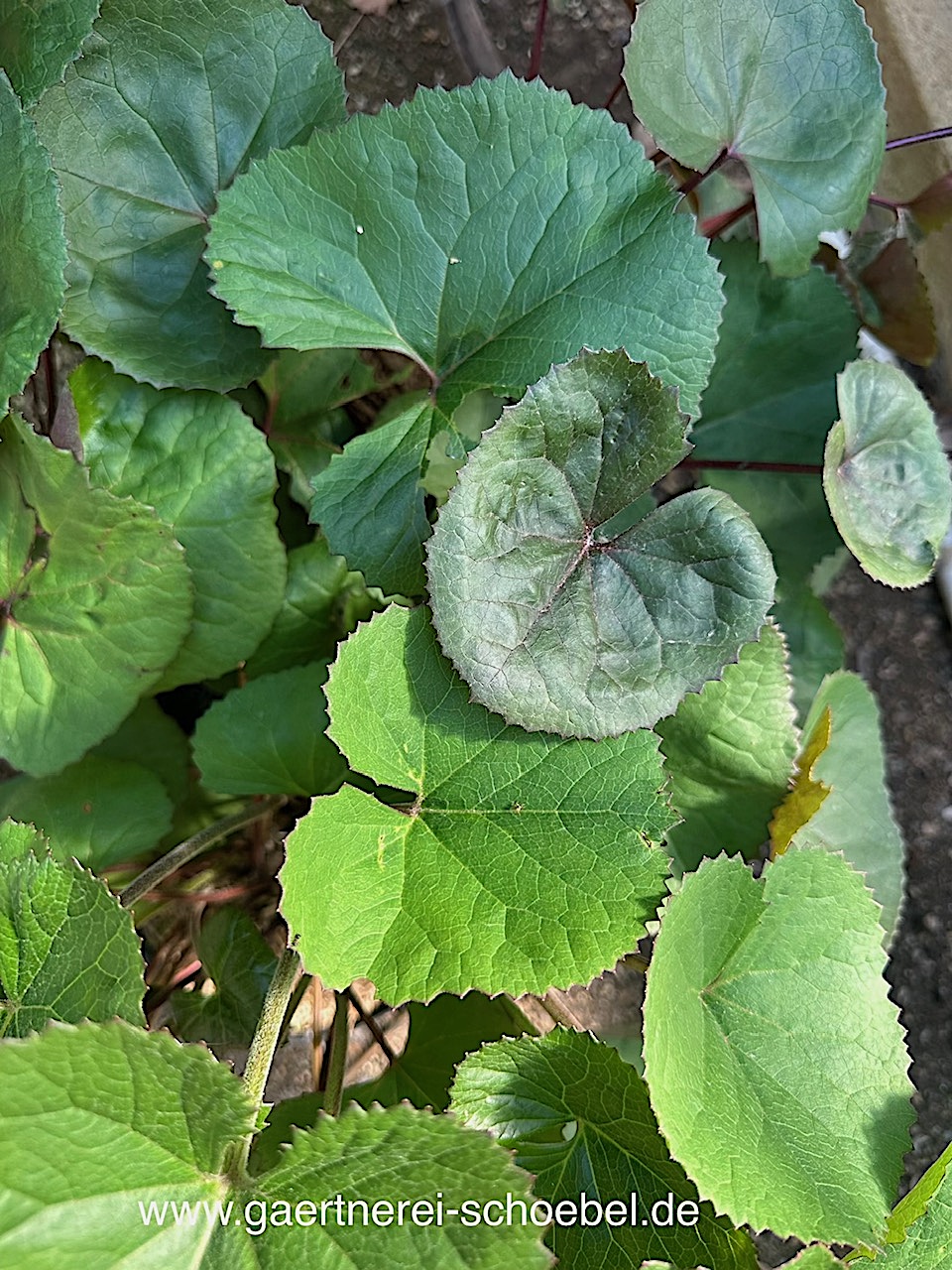 Ligularia dentata„Brit-Marie Crawford“® (i.3lTopf), Kreuzkraut