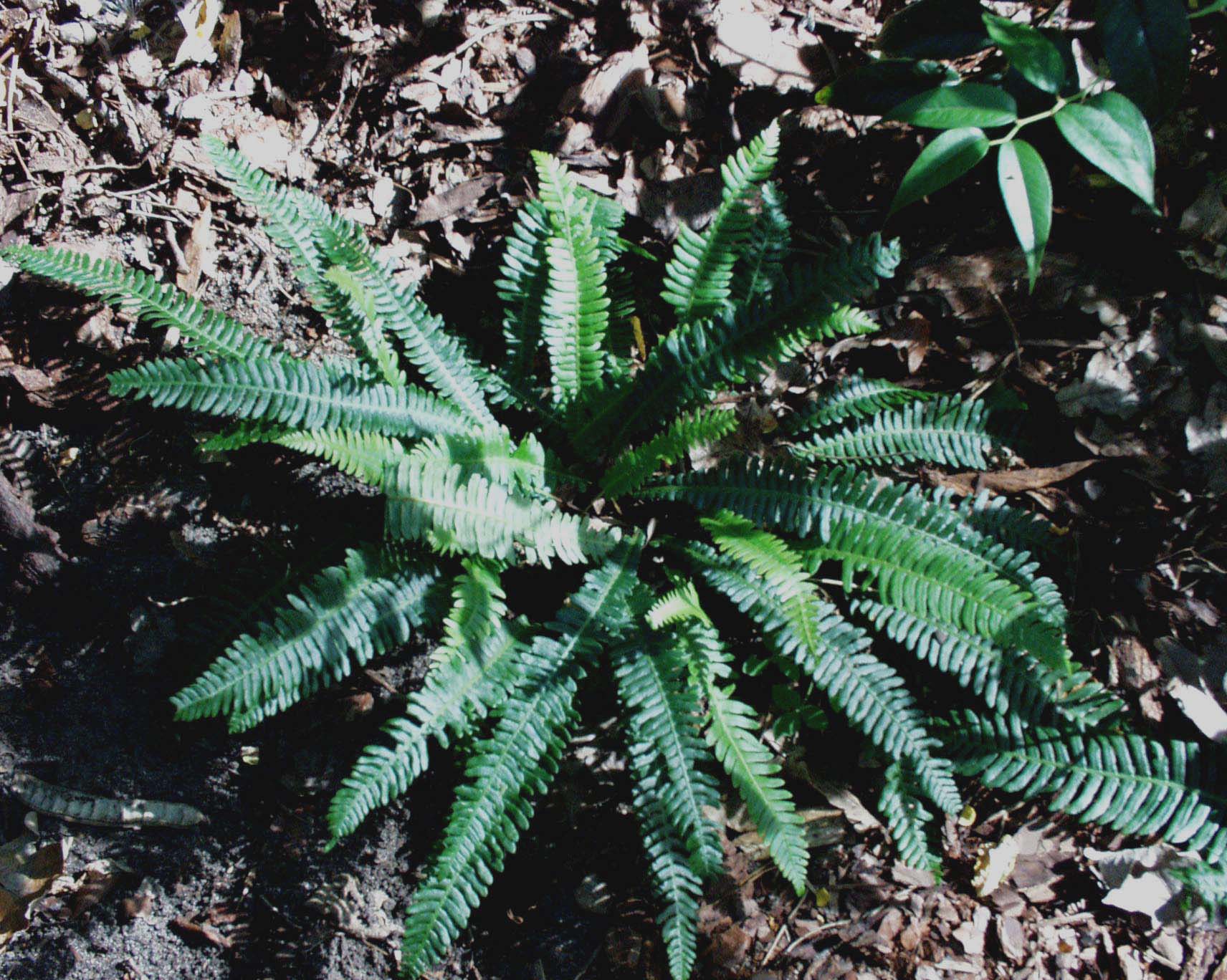 Blechnum spicant (i.9cmT.) Rippenfarn