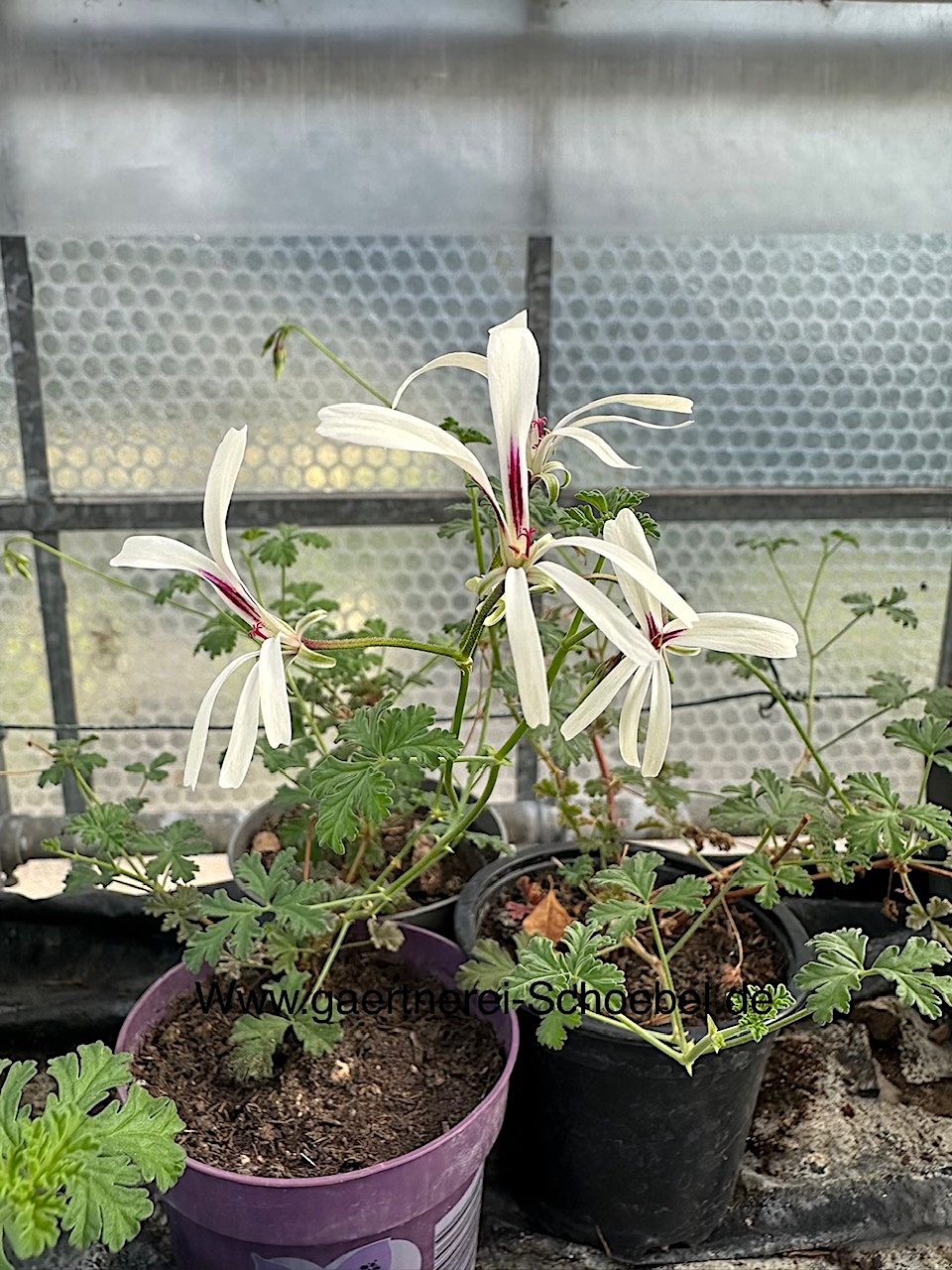 Pelargonium  ´Trifido`(i.10cmT.)