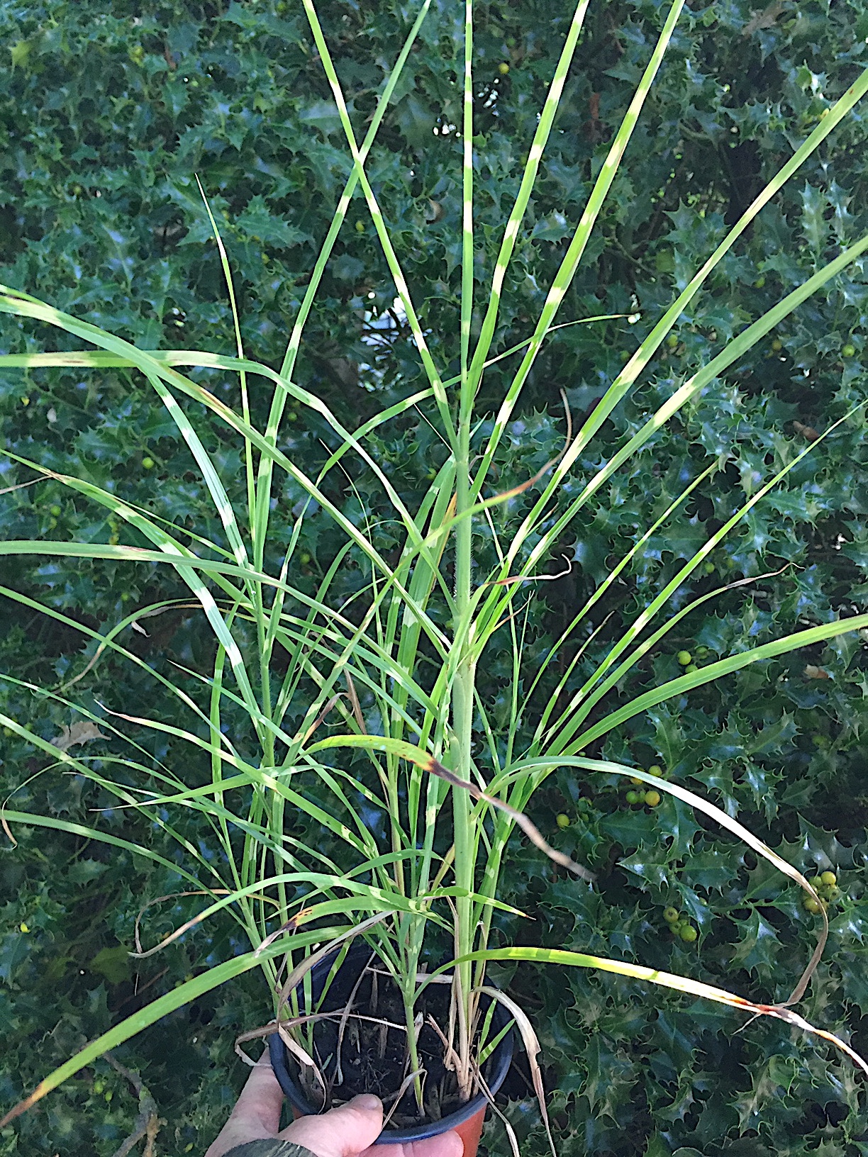 Miscanthus sinensis „Little Zebra“ (i.12cmT.)