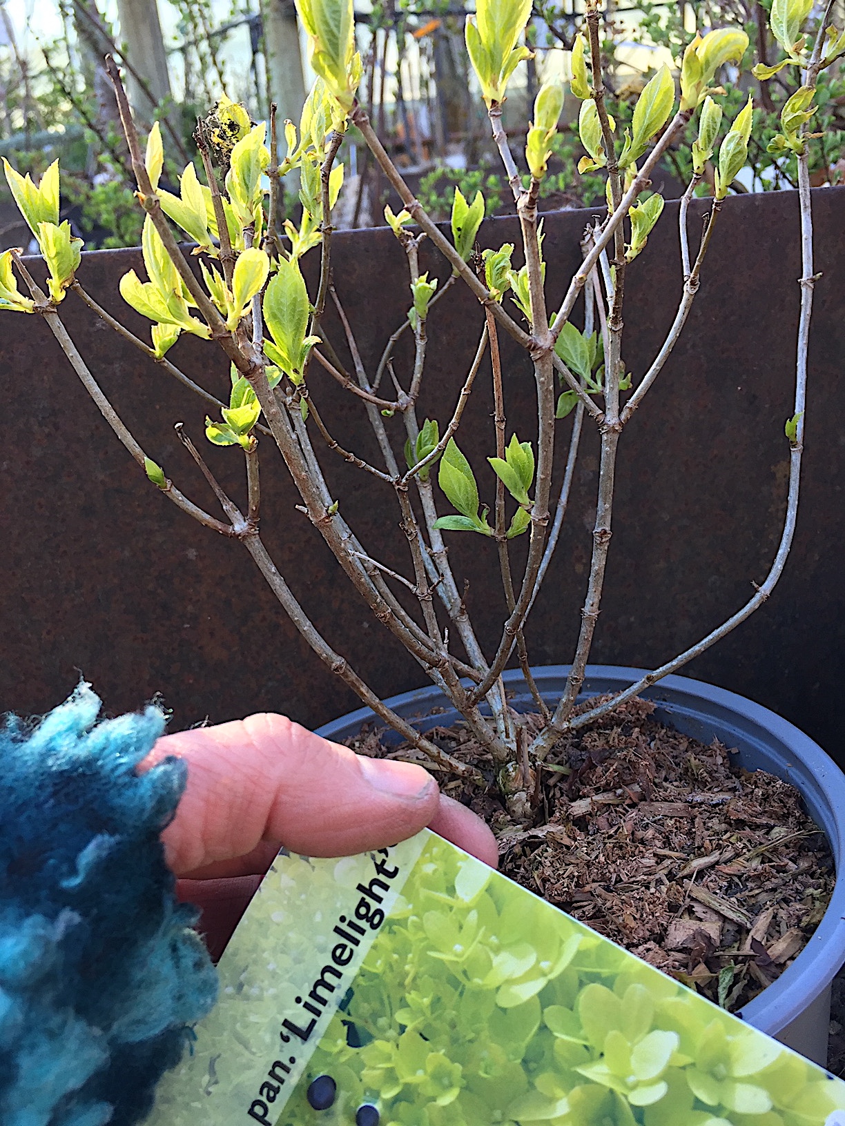 Hydrangea paniculata „Limelight“® (i.3lT.)