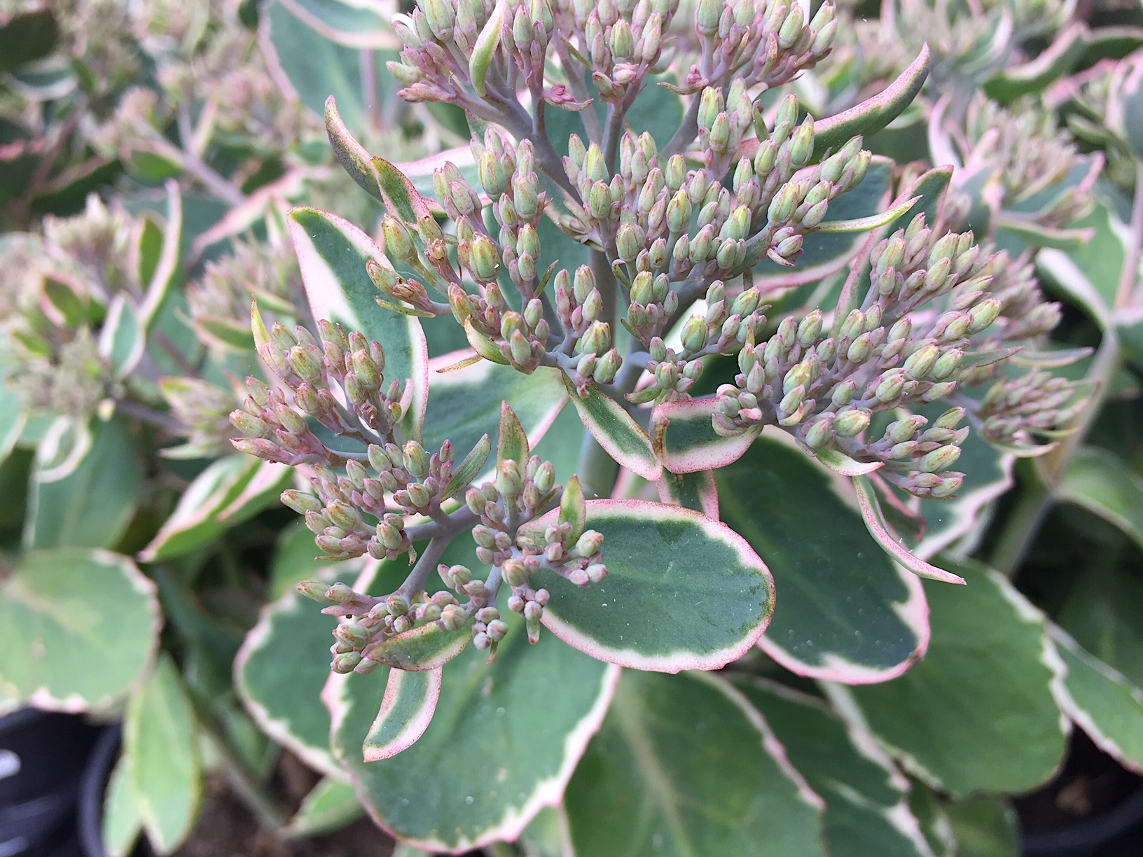 Sedum telephium „Variegatum mit pink Rand“ (i. 16cm T.),  Fetthenne