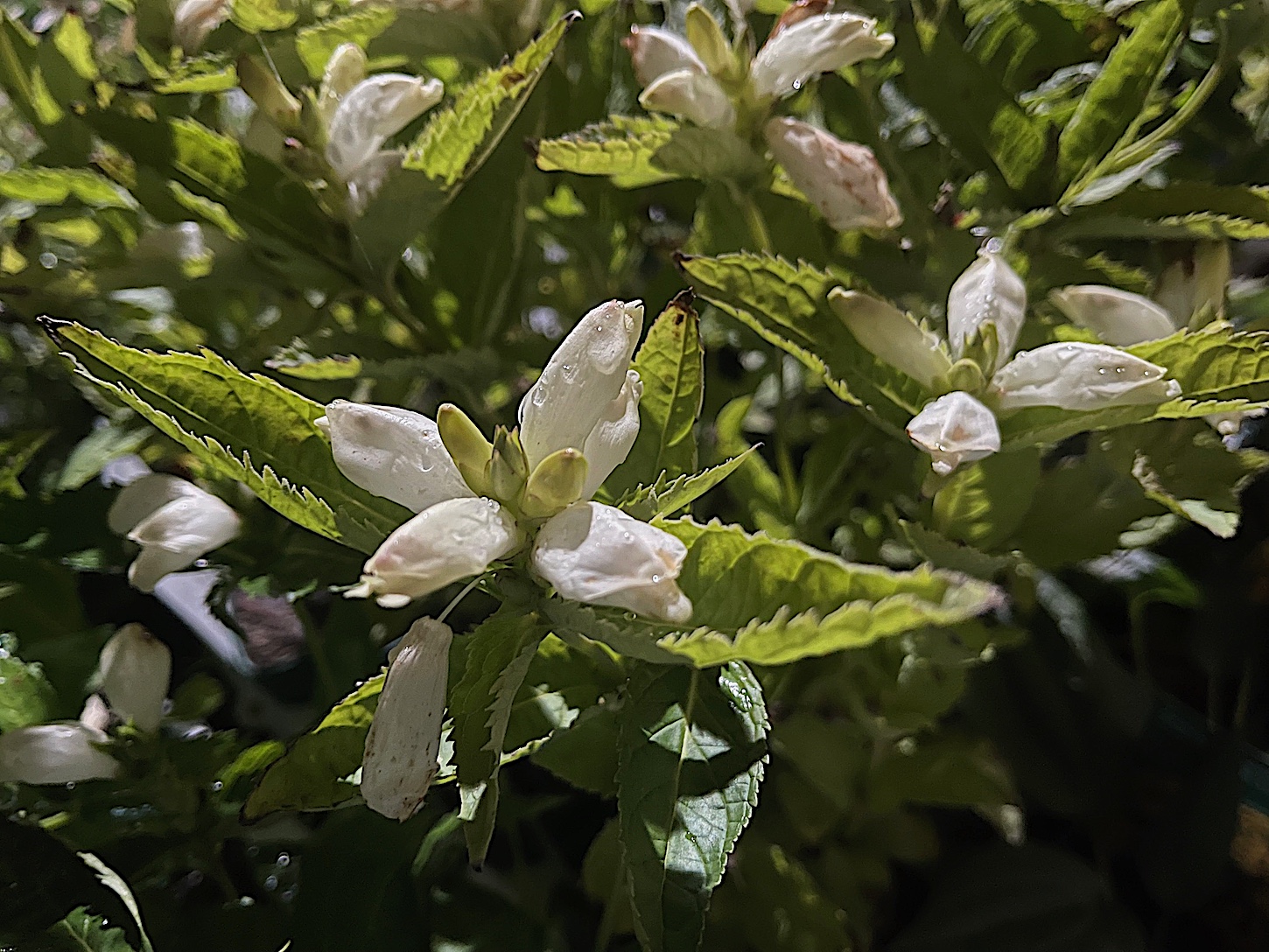 Chelone obliqua "Alba"(i.11cmT.) Schildblume