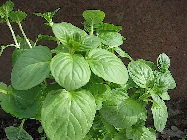 Mentha piperita (i. 13 cm T.) Echte Minze - Pfefferminze