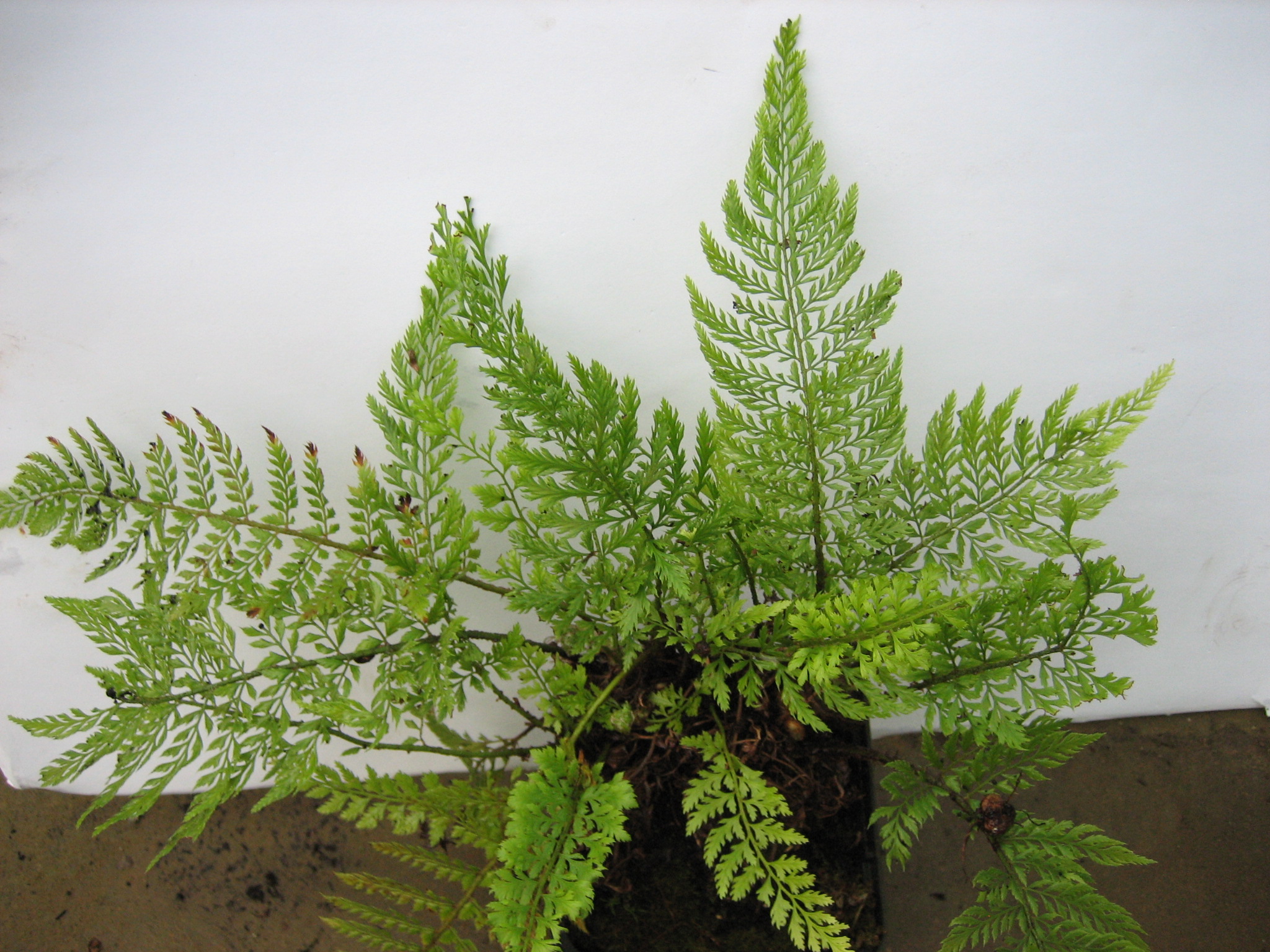 Polystichum setiferum „Pulcherimum Bevis“ (i.9cmT.), Schildfarn