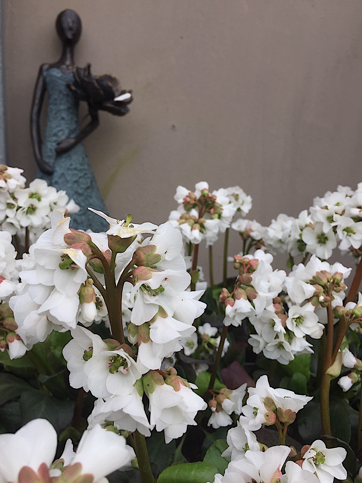 Bergenia Hybride „Harzkrystall“ (i.12cmT.), Bergenie