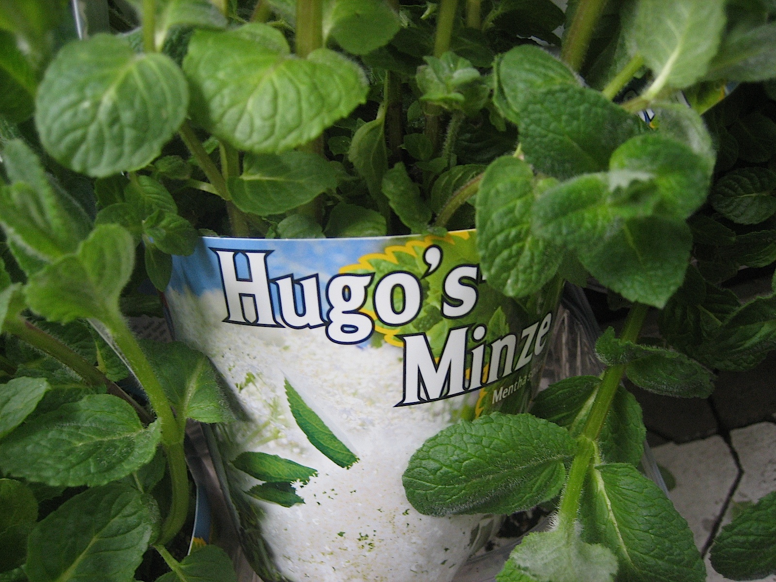 Mentha spicata "Hugo" (i.12cmT.) Hugo Minze
