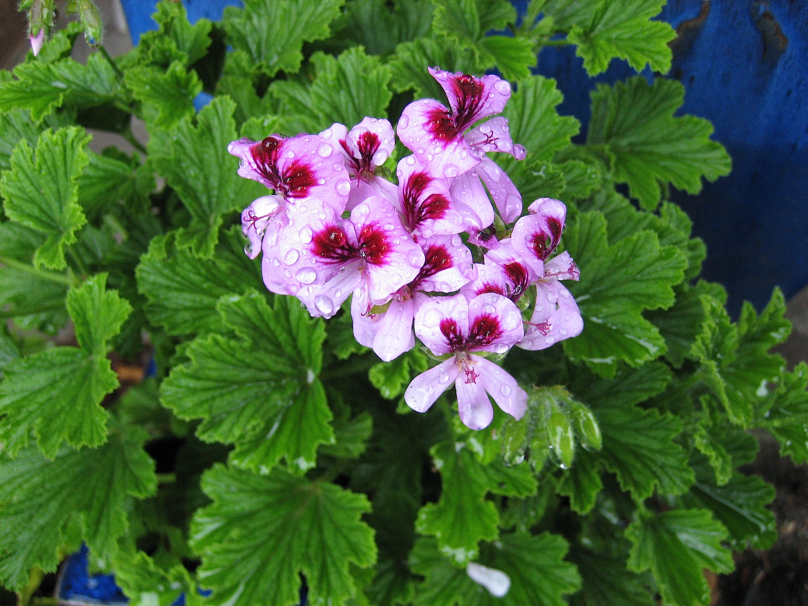Pelargonium scabrum ´Mable Gray` (i.10cmT.)