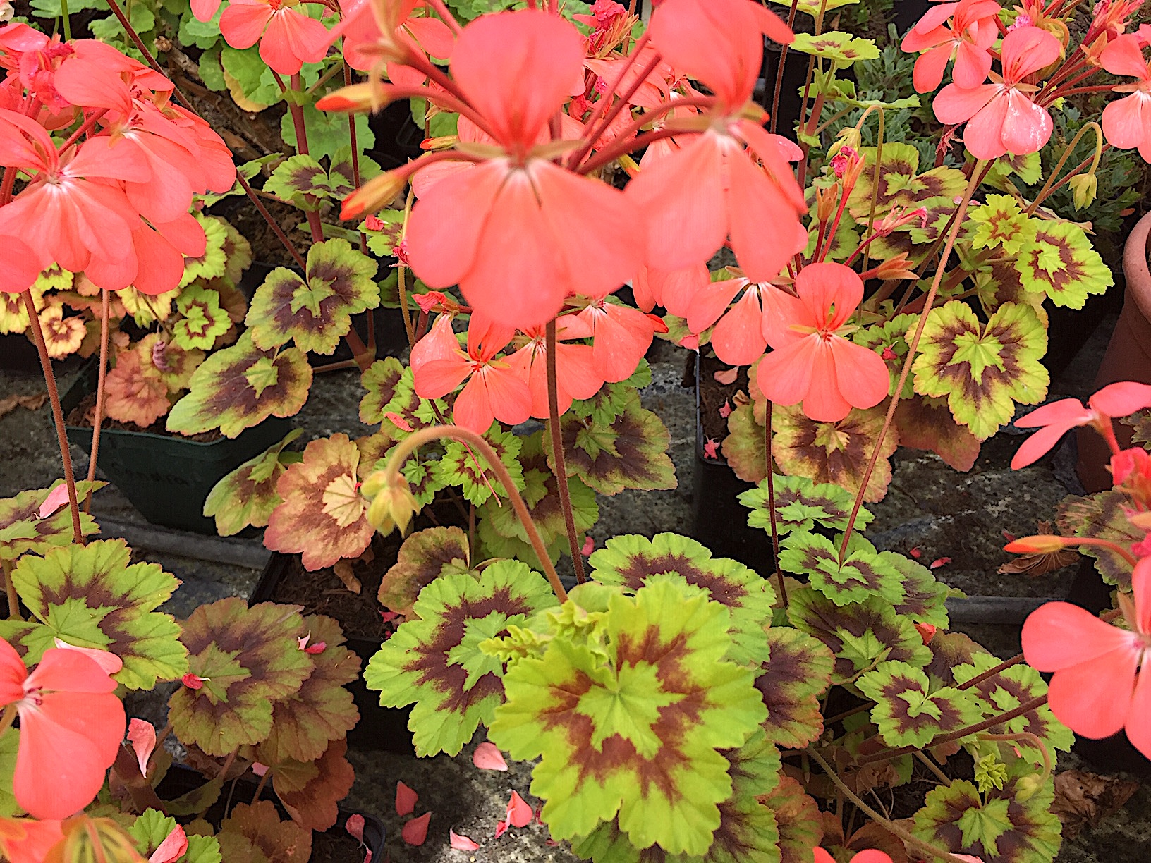 Pelargonium zonale ´Sandra`(i.10cmT.)