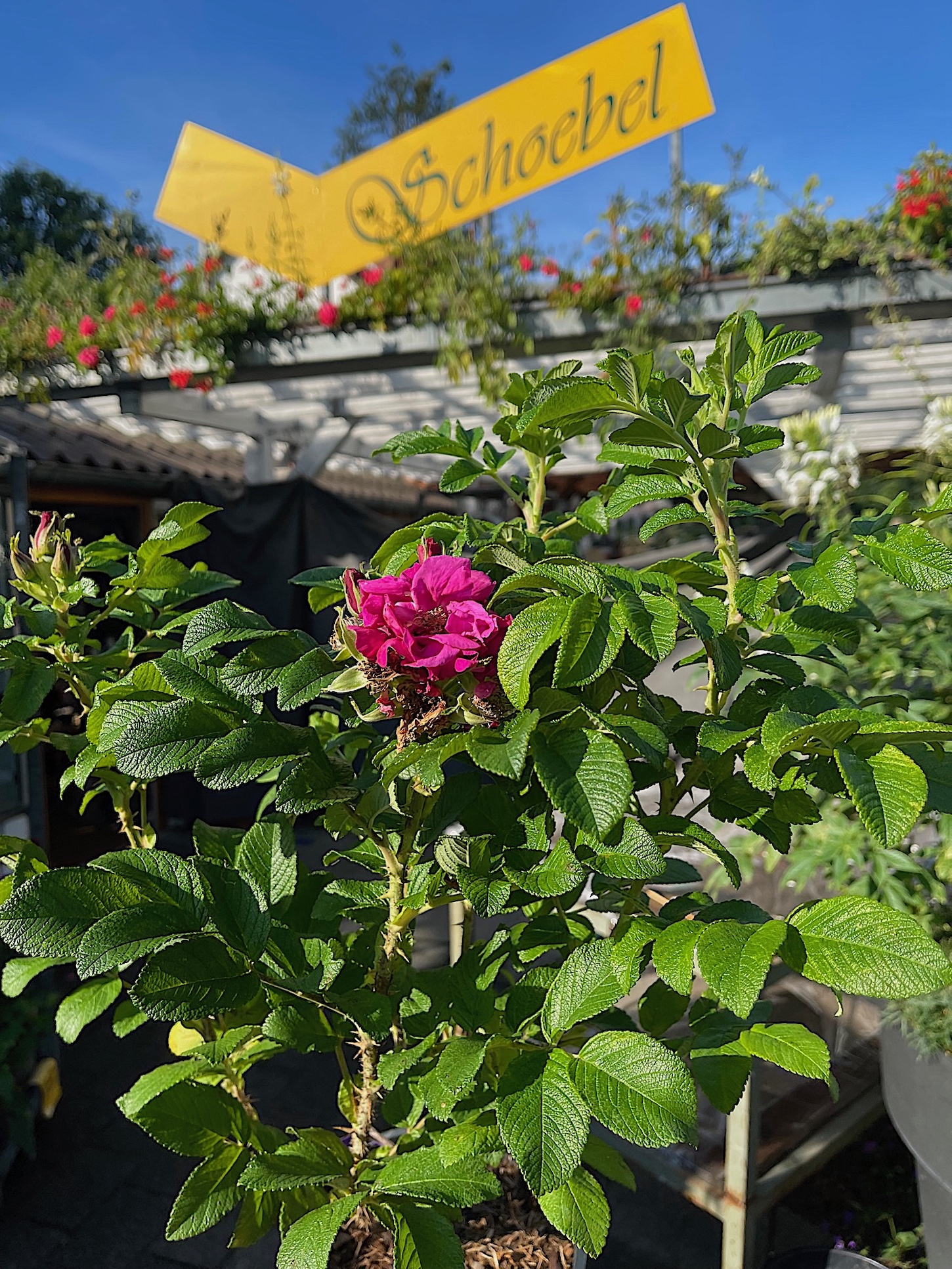 Rosa rugosa „Moje Hammarberg“ (i.4. liter T.), Wild Hagebutten Sylter Rose