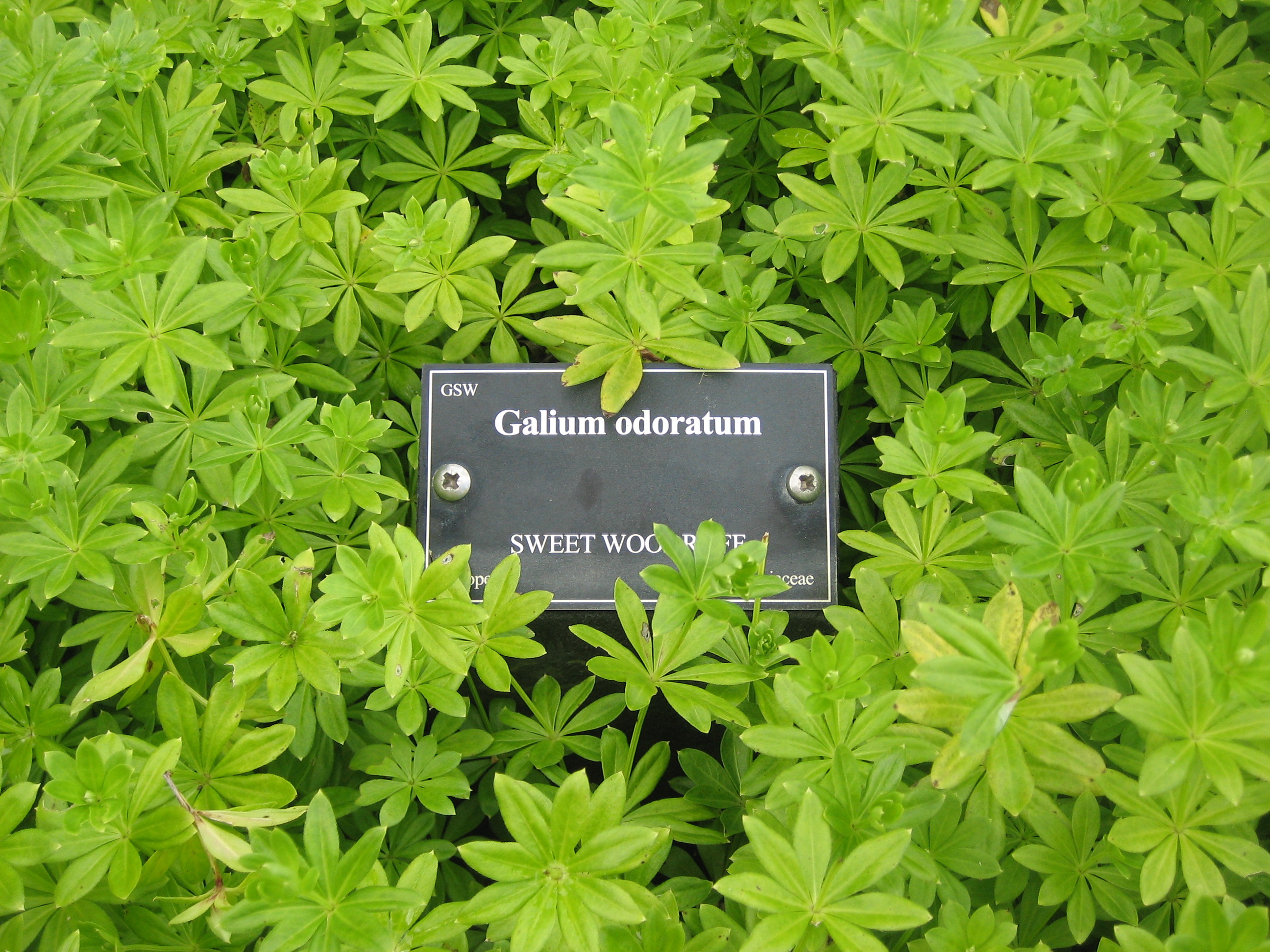 Galium  odoratum (i.12cm Topf) Waldmeister