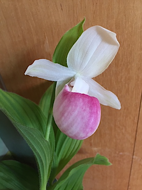 Cypripedium macranthus „Reginae“ weiss mit rosa Lippe (i.12cmT.)