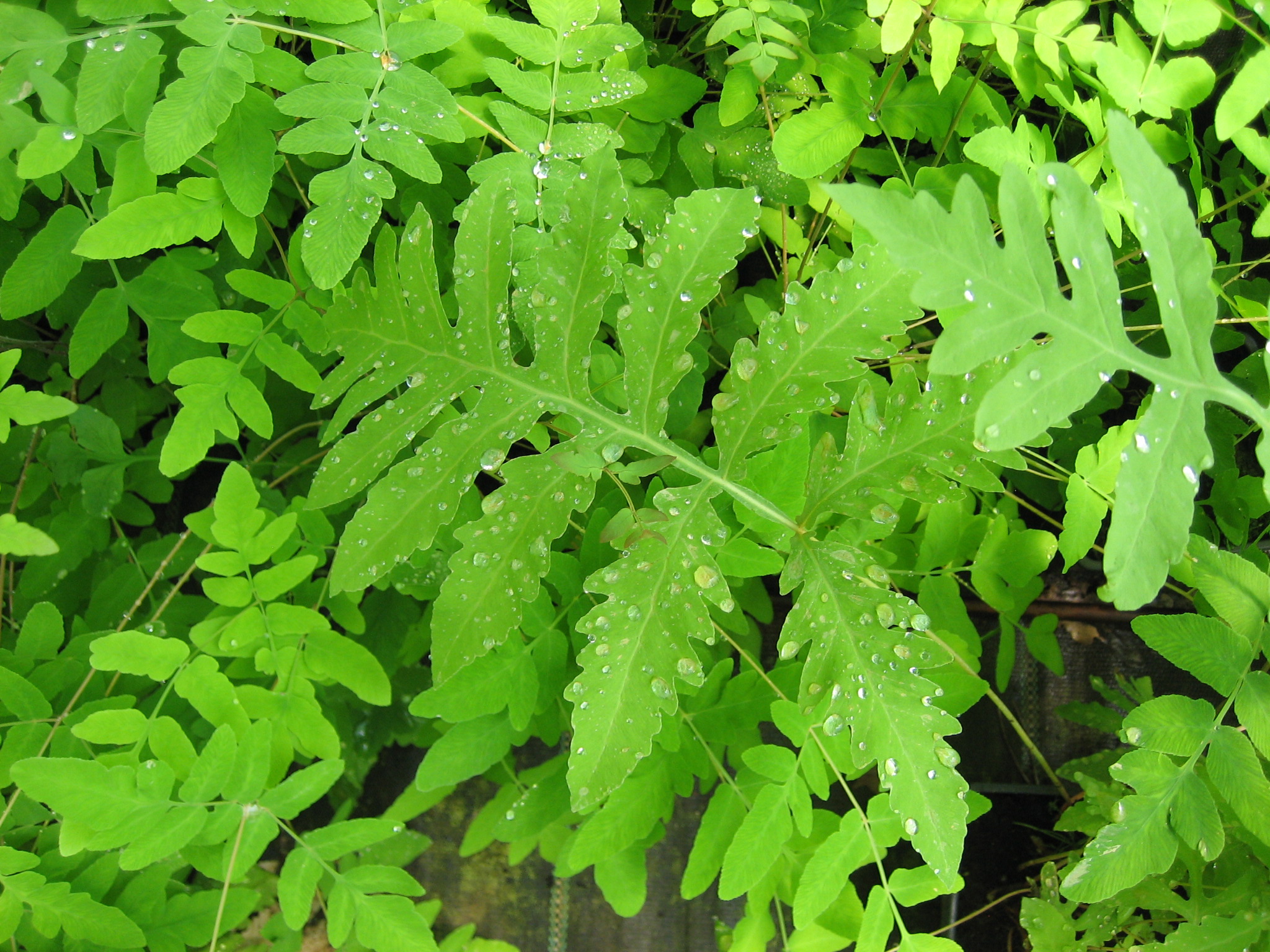 Osmunda  regalis ´Japonicum`(i. 15cm Topf) Japan-Königsfarn