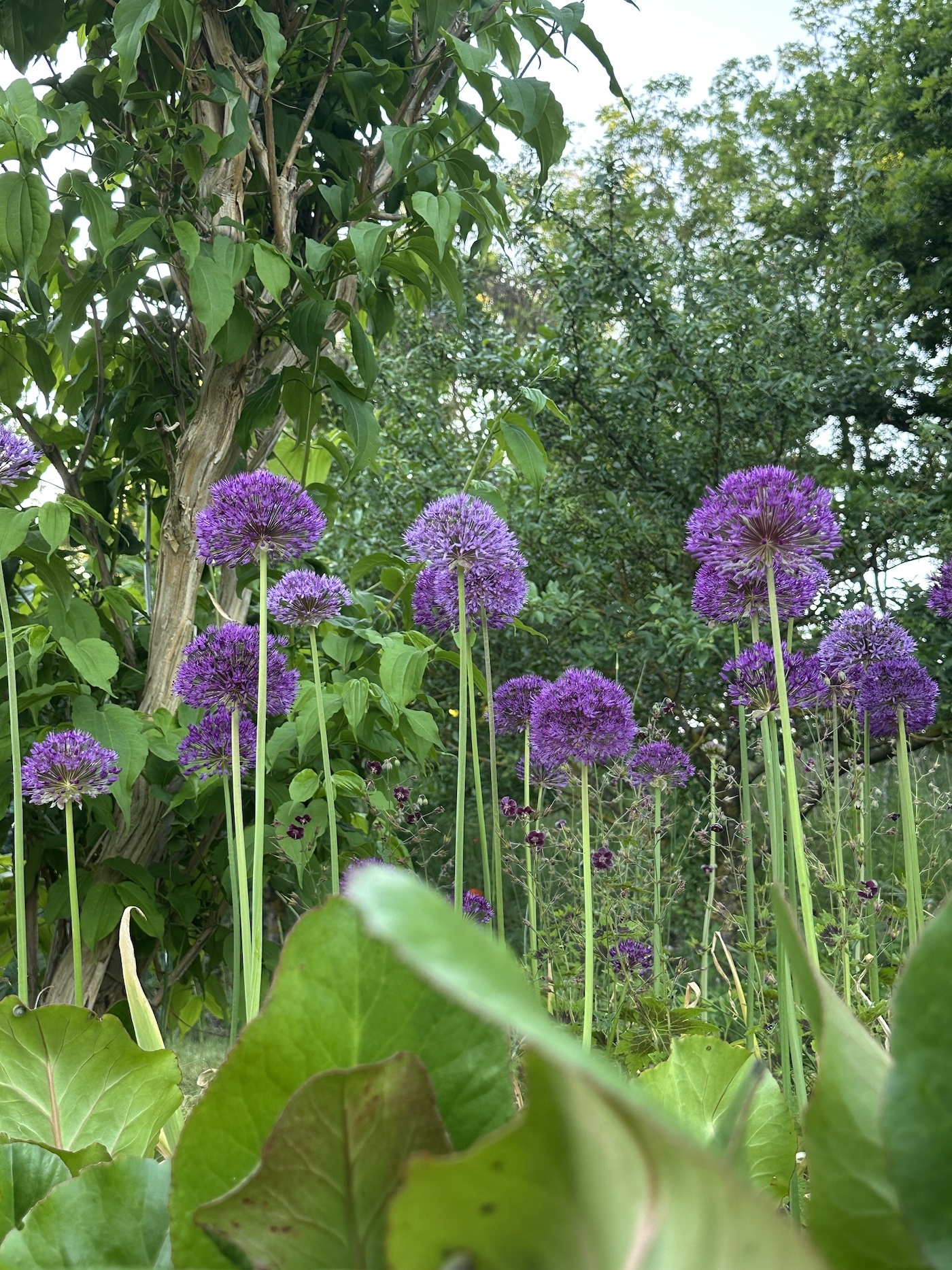 Allium aflat. „„Purple Sensation“(1 pro 10cmT)