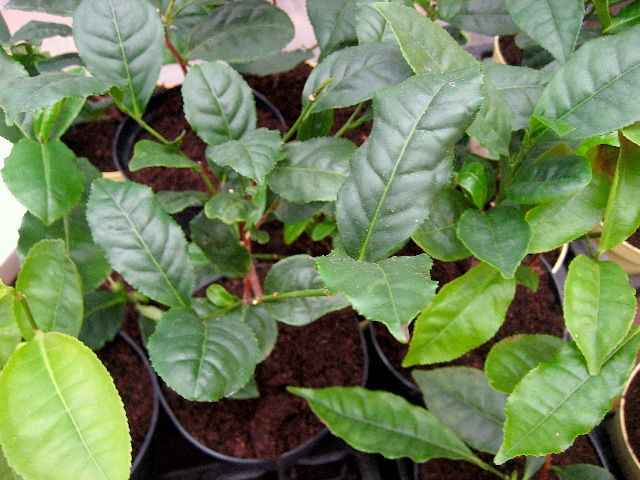 Camelia sinensis  Grüner Tee (13cmT.)