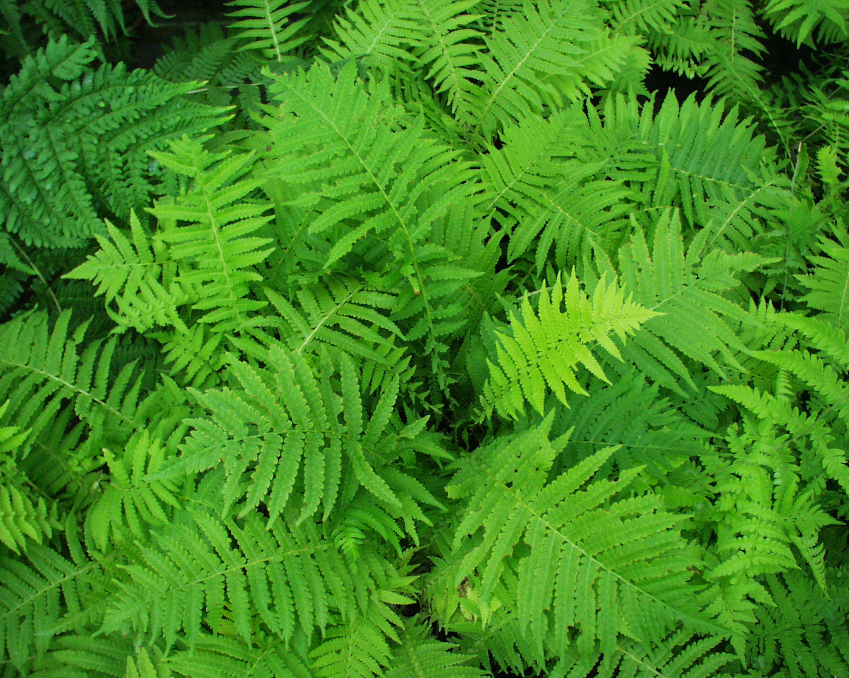 Matteucia struthiopteris (i.12cmT.) Deutscher-Straußfarn