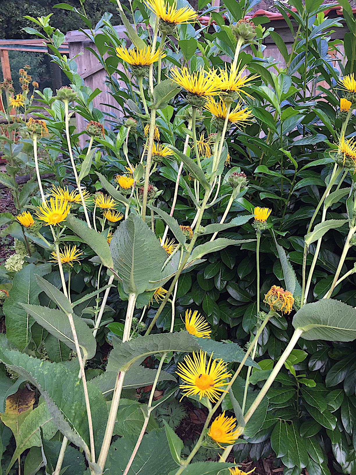 Inula helenium (Heilpflanze) (i.13-15cmT.) Echter Alant, Grosser Heinrich