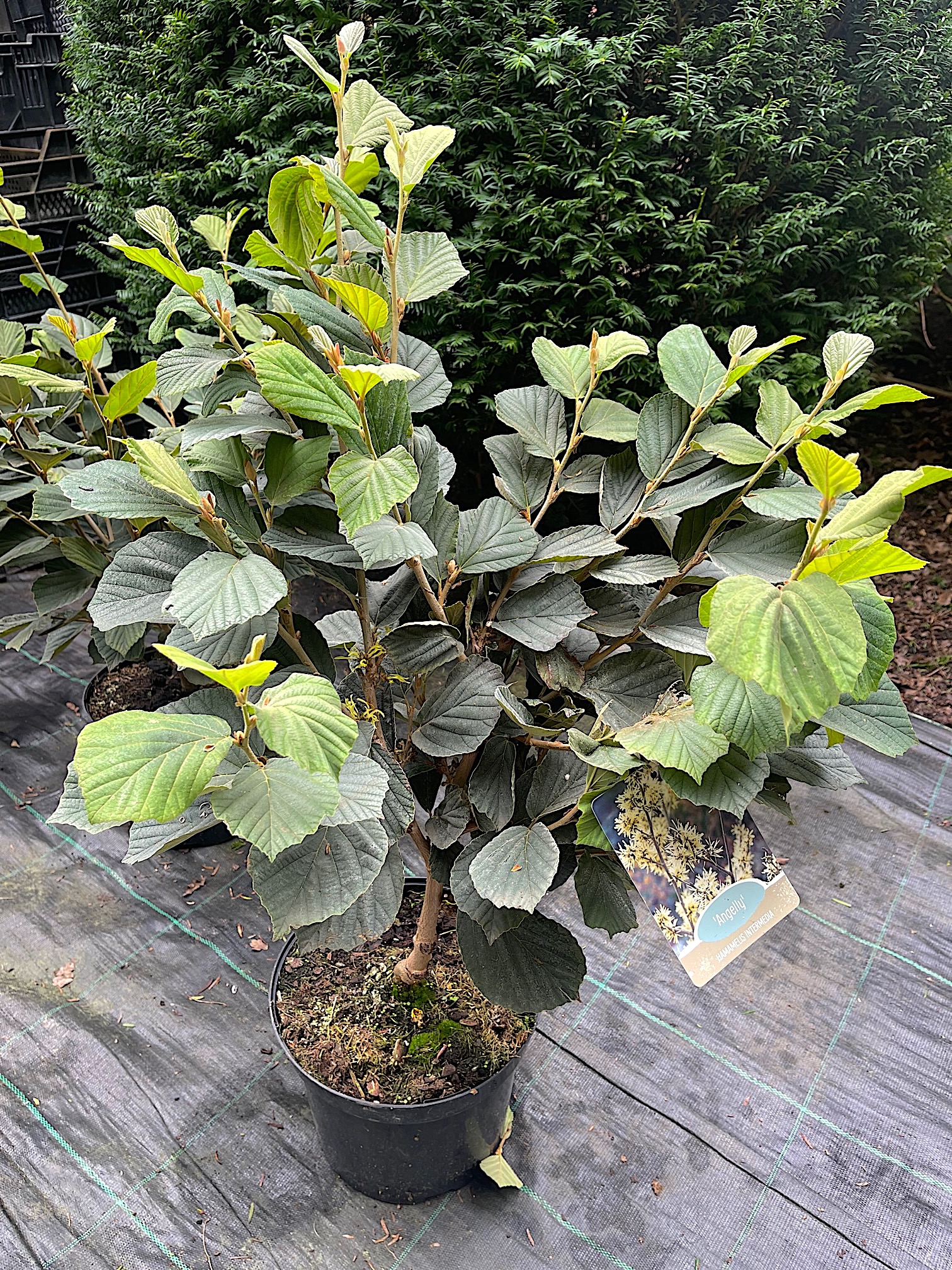 Hamamelis x intermedia „Angelly“ (i.7,5lT. jetzt 60-90cm)Duft