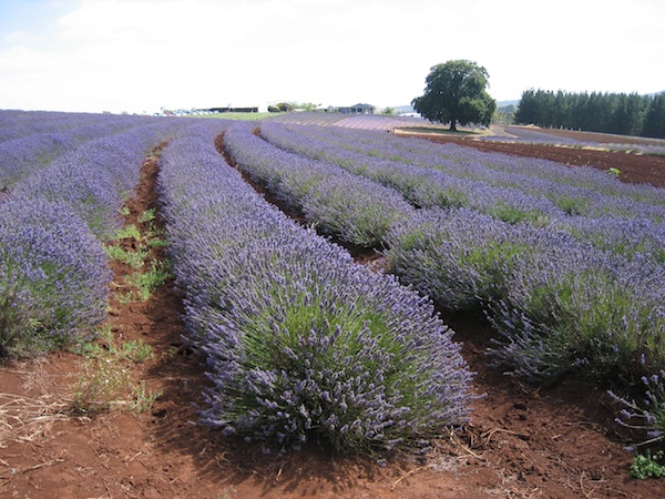Lavandula angustifolia ´Grosso` (i.11cmT.) Lavendel
