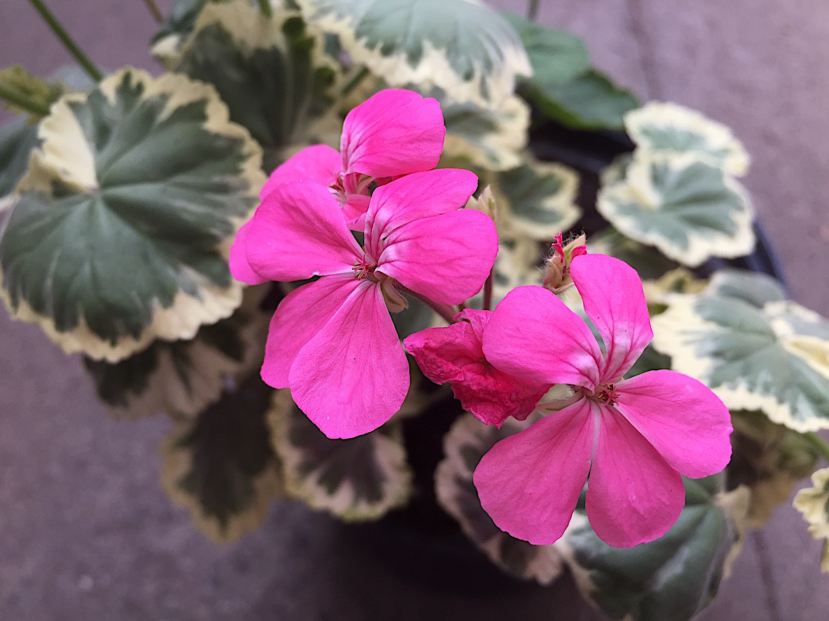 Pelargonium  "Frank Headley"(I.9cmT.)