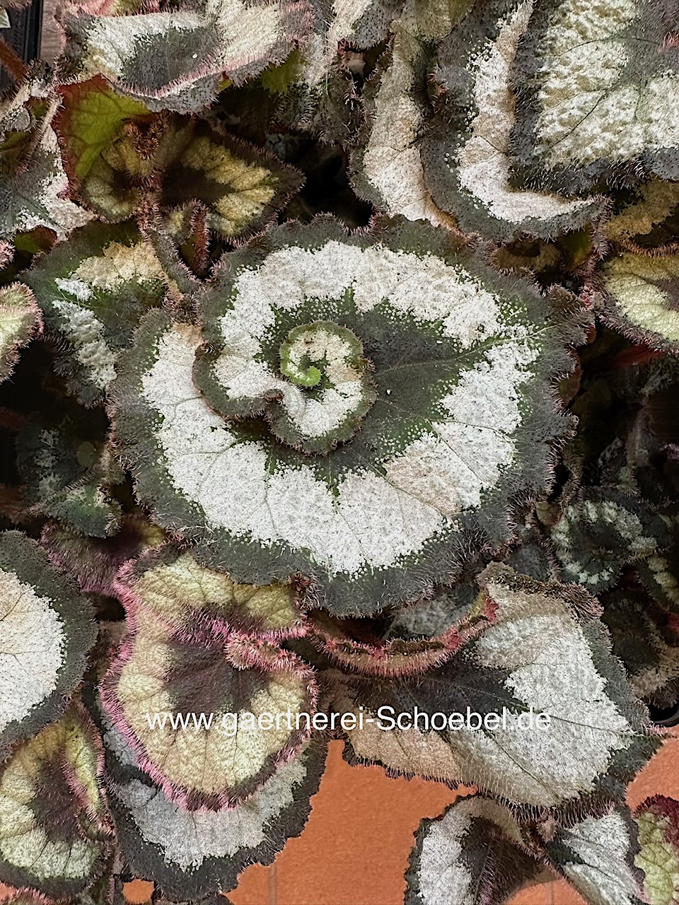 Begonia „Schnecken Begonie“ (i.6cmT.), Schneckenbegonie