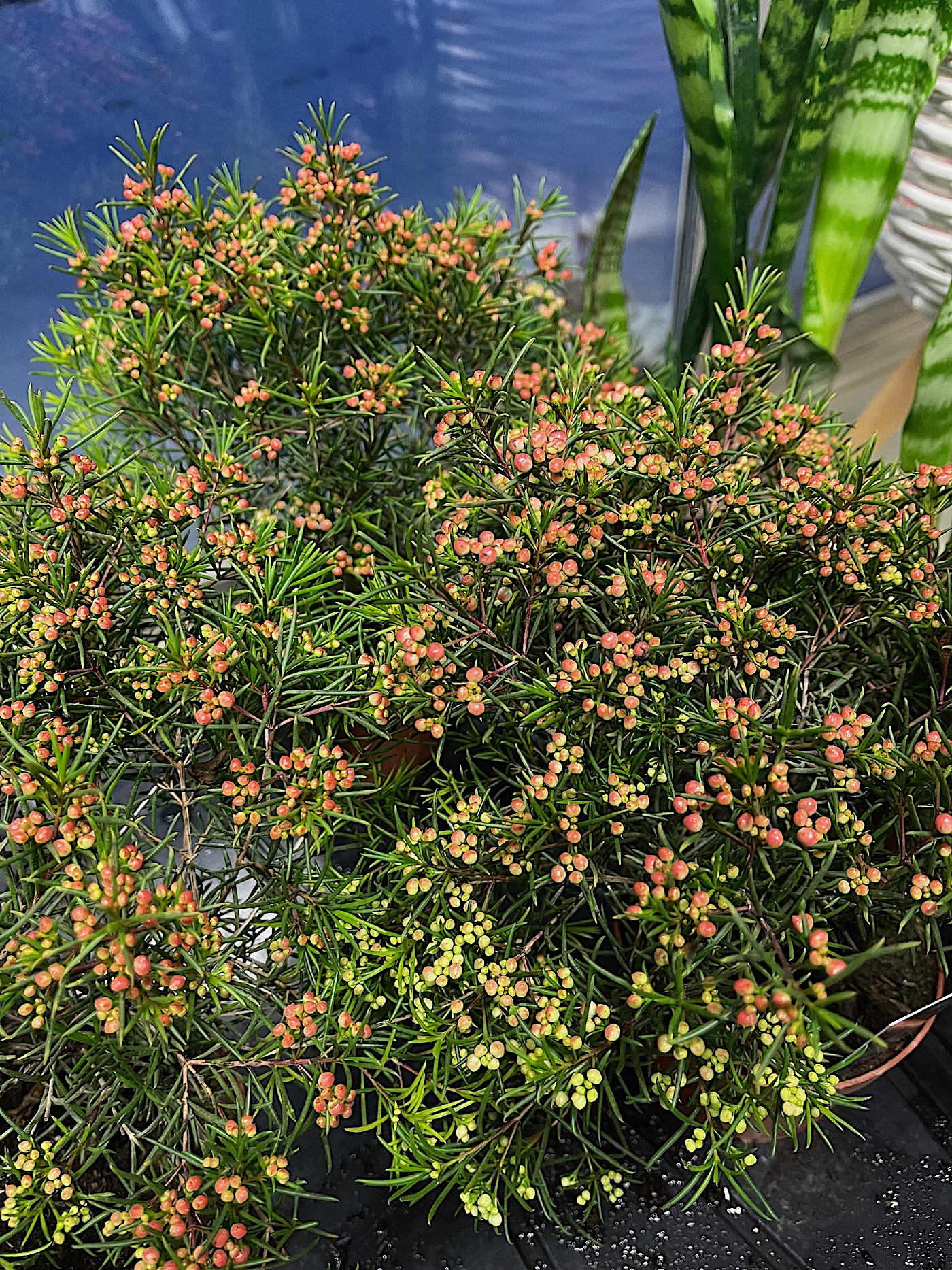 Chamelaucium uncinatum. (i. 12 cmT.), Wachsblume (ca 35 cm hoch)