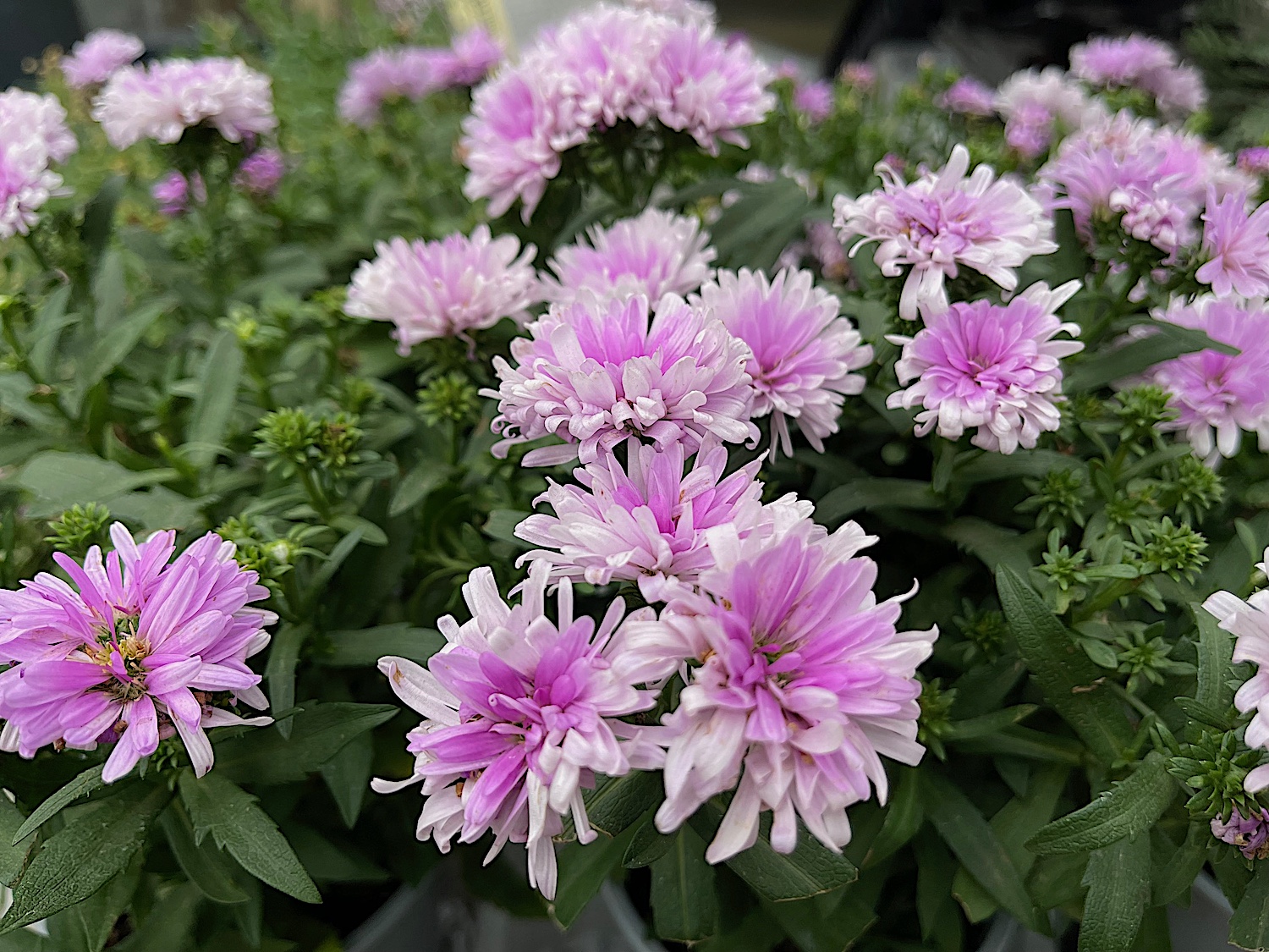 Aster novi  belgii double pink (i.11cmT.), Aster