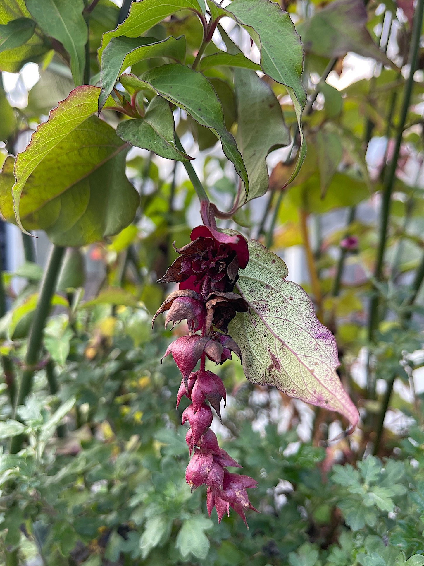 Leycesteria formosa (i. 3l T.)  sehr buschig, Karammel Beere
