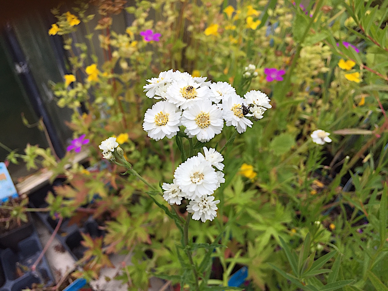 Achillea ptarmica (i.9cmT.), Schaf Garbe